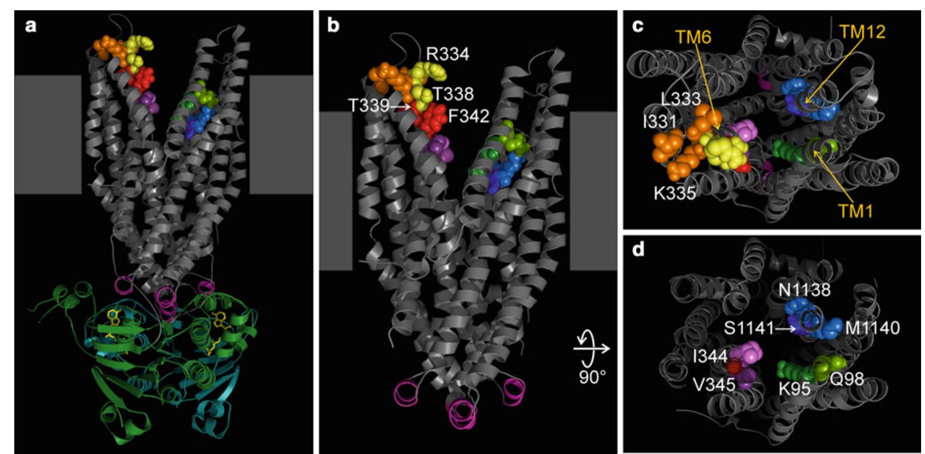 Cftr, an lon channel evolved from abc transporter, fig. 8