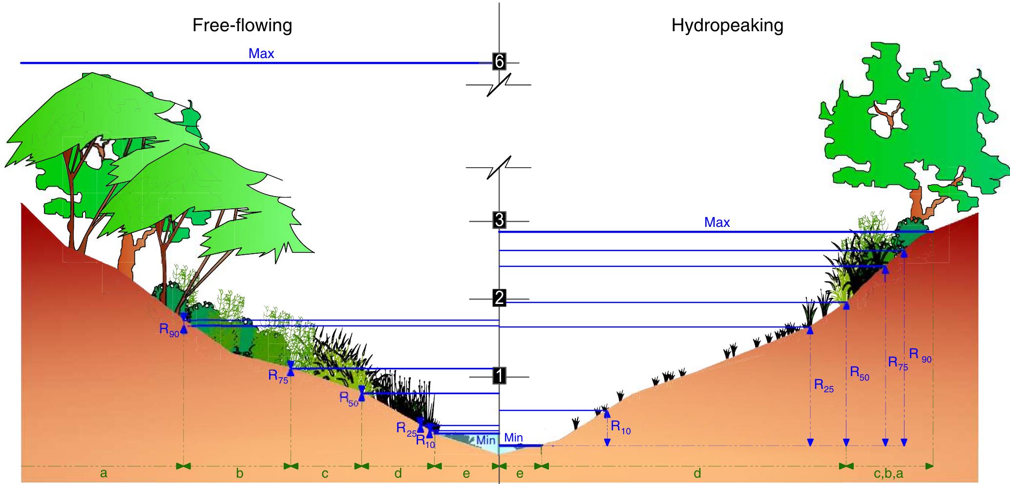 Schematic illustration of the vertical zonation of plant