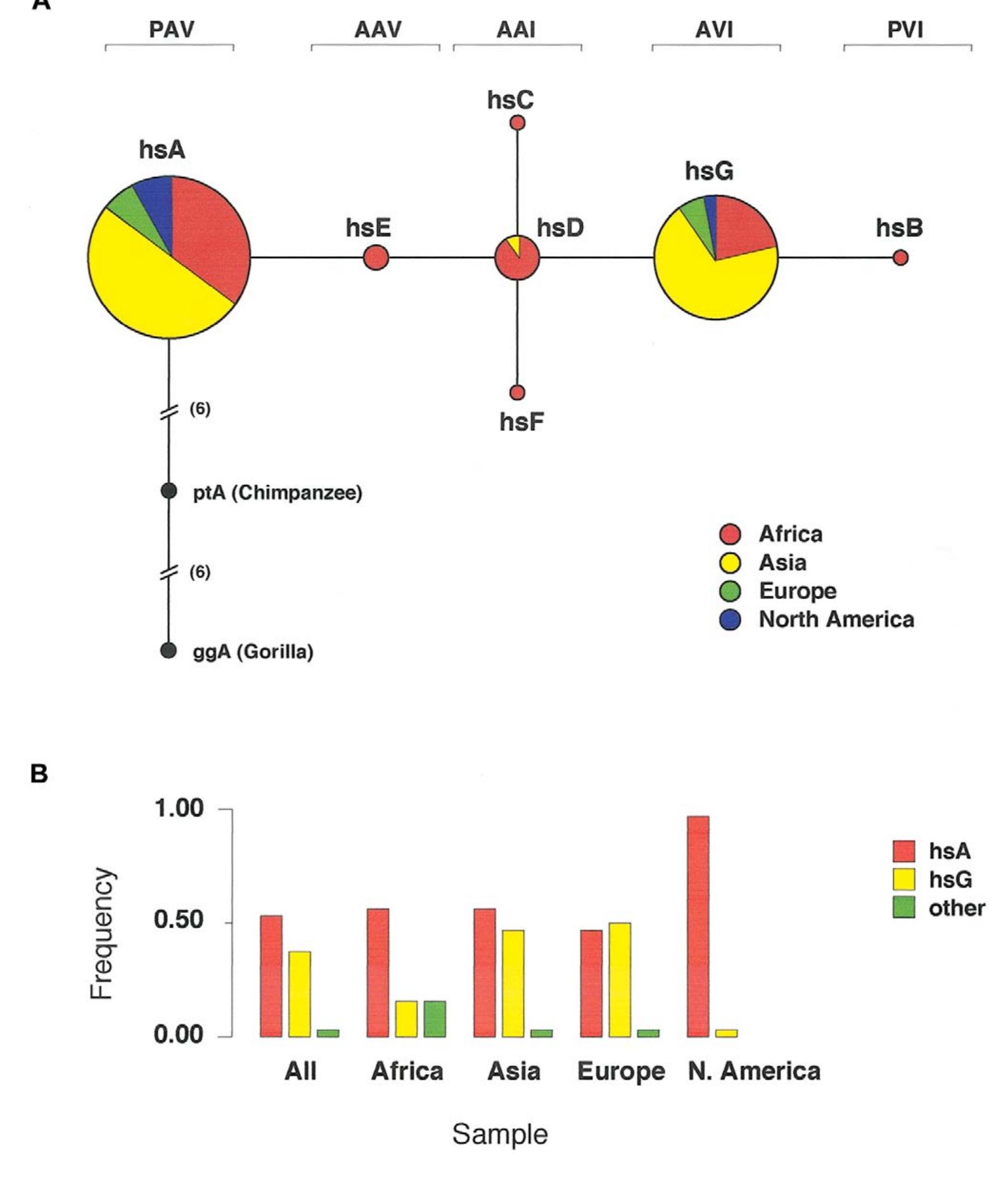 (PDF) Natural Selection and Molecular Evolution in PTC, a Bitter-Taste ...