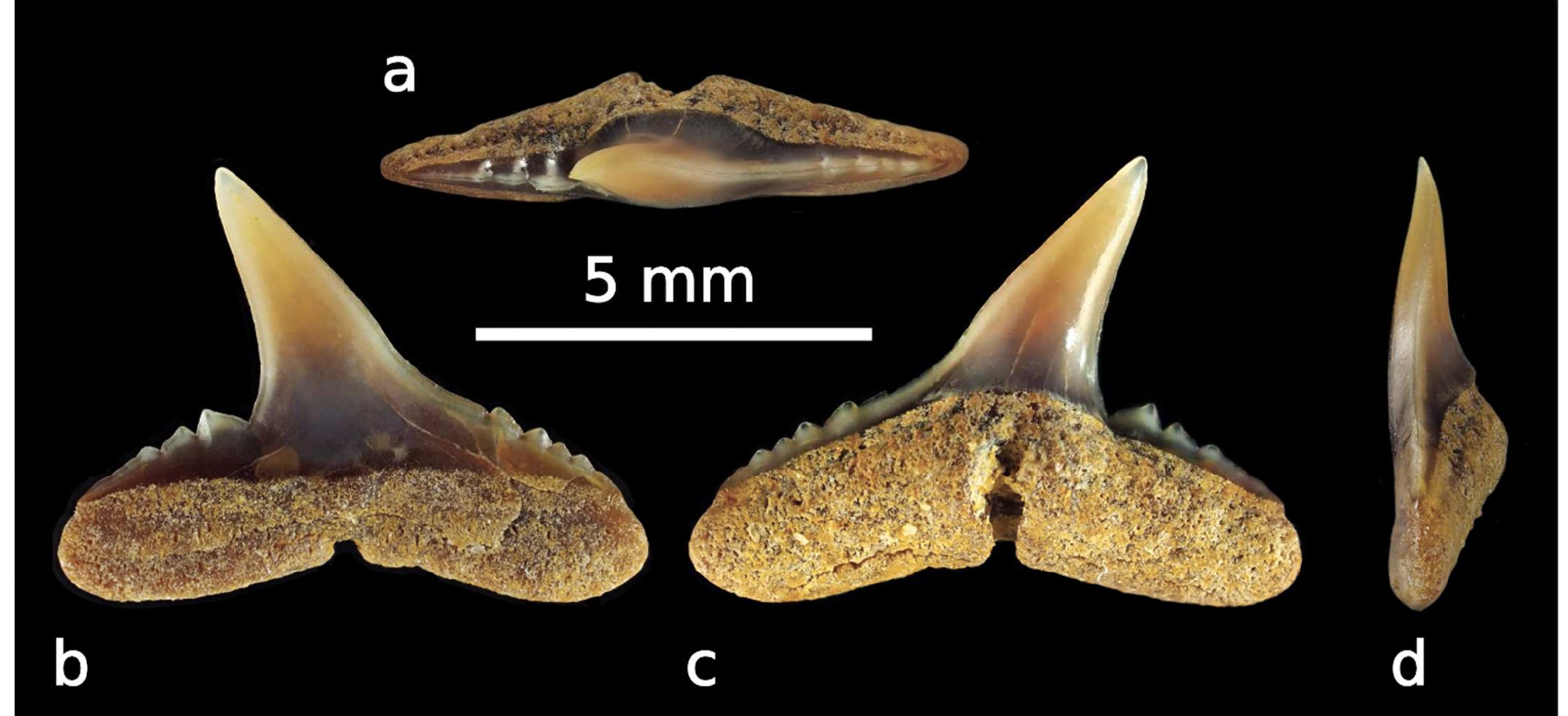Zarmaca (PDF) Dental Morphology, Palaeoecology and Palaeobiogeographic ...