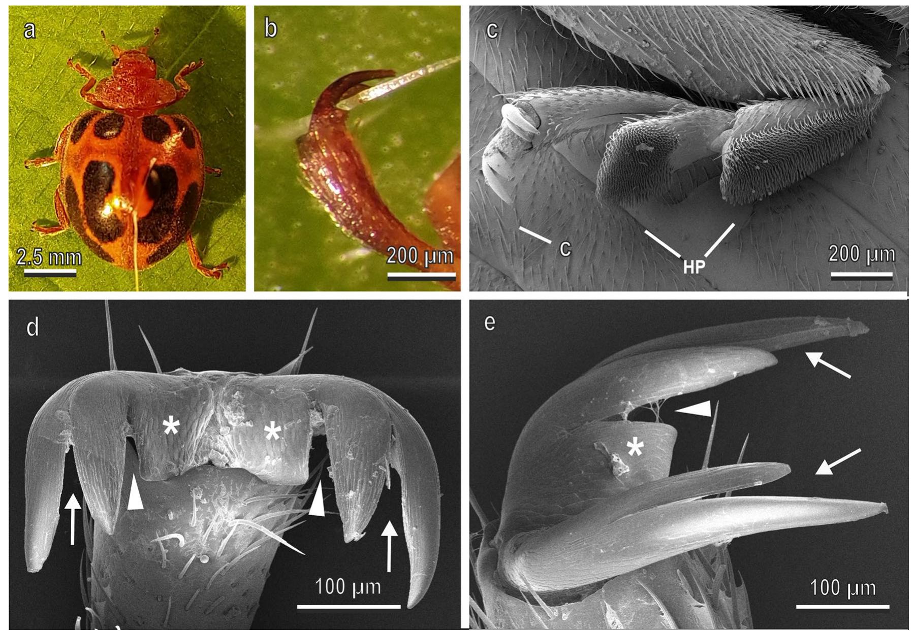 (PDF) Coleoptera claws and trichome interlocking
