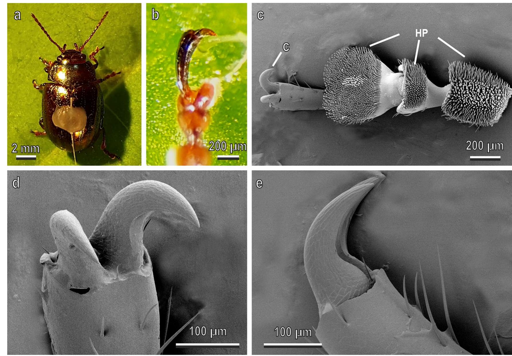 (PDF) Coleoptera claws and trichome interlocking