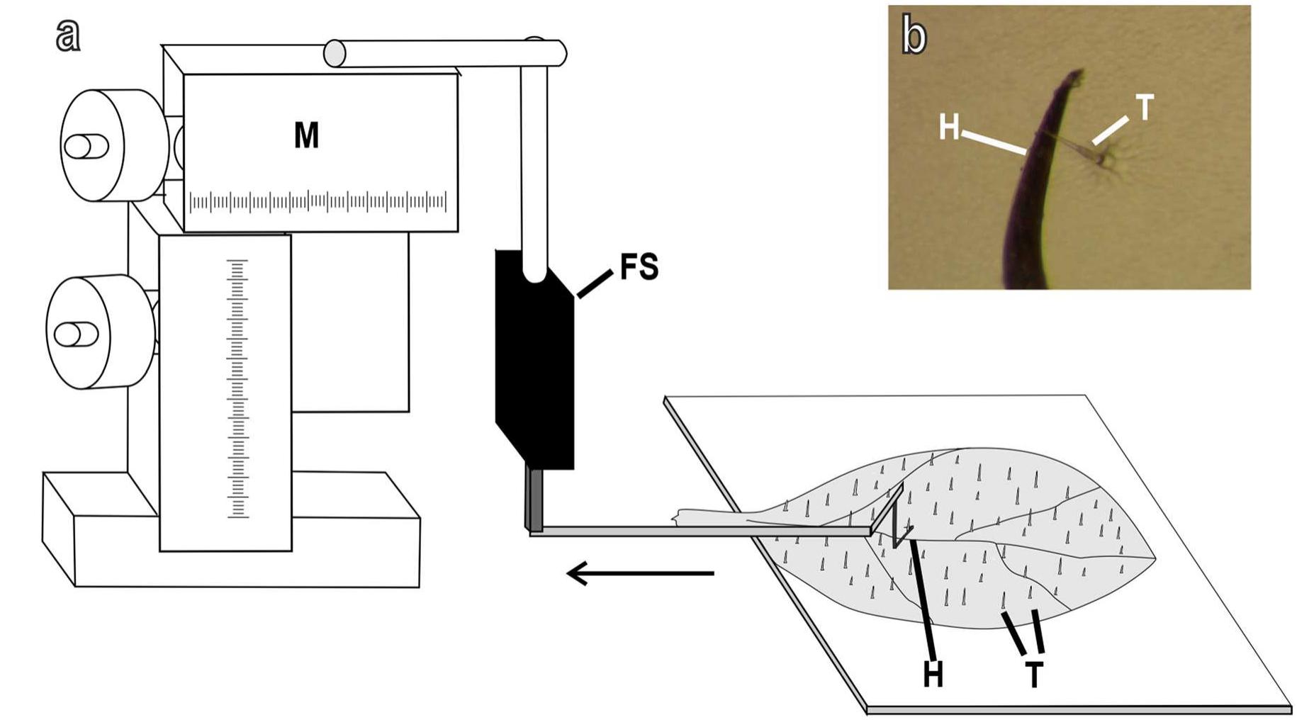 (PDF) Coleoptera claws and trichome interlocking