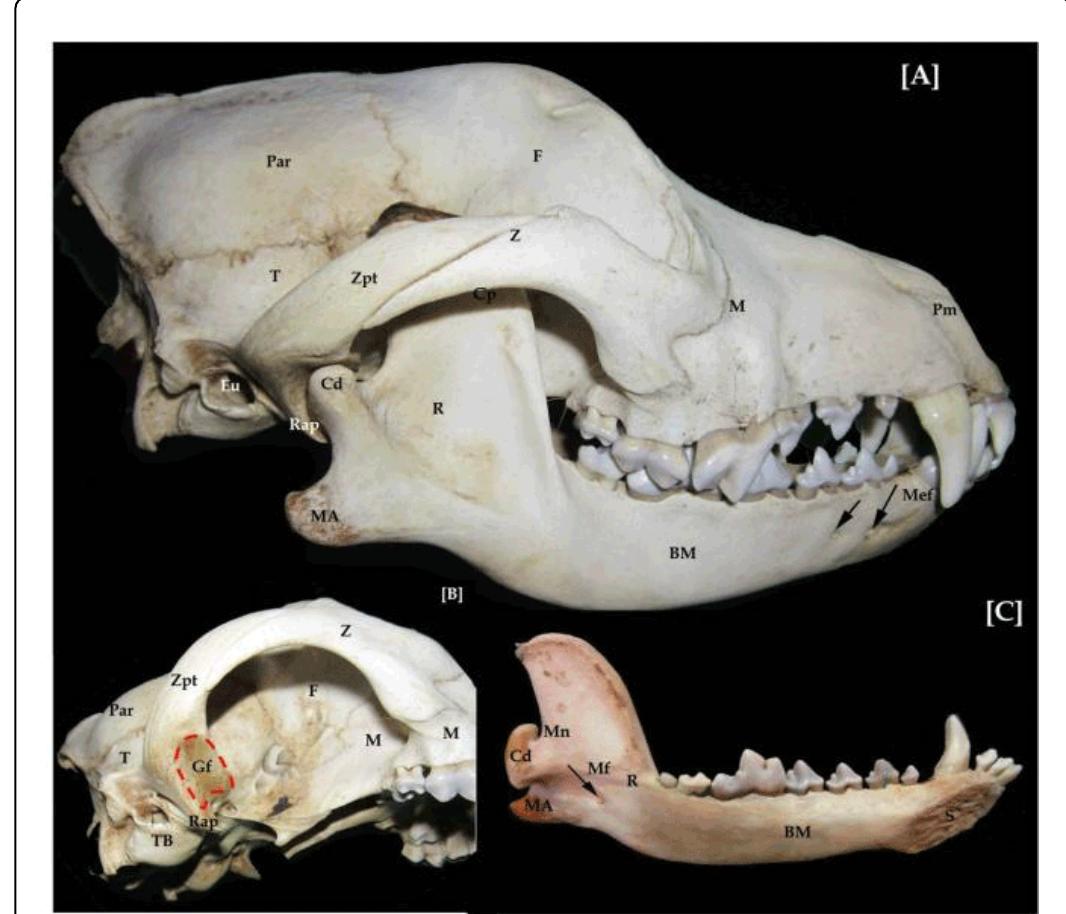 Dog Ramus (PDF) A Comparative Study of the Dentition and Temporomandibular Joint ...