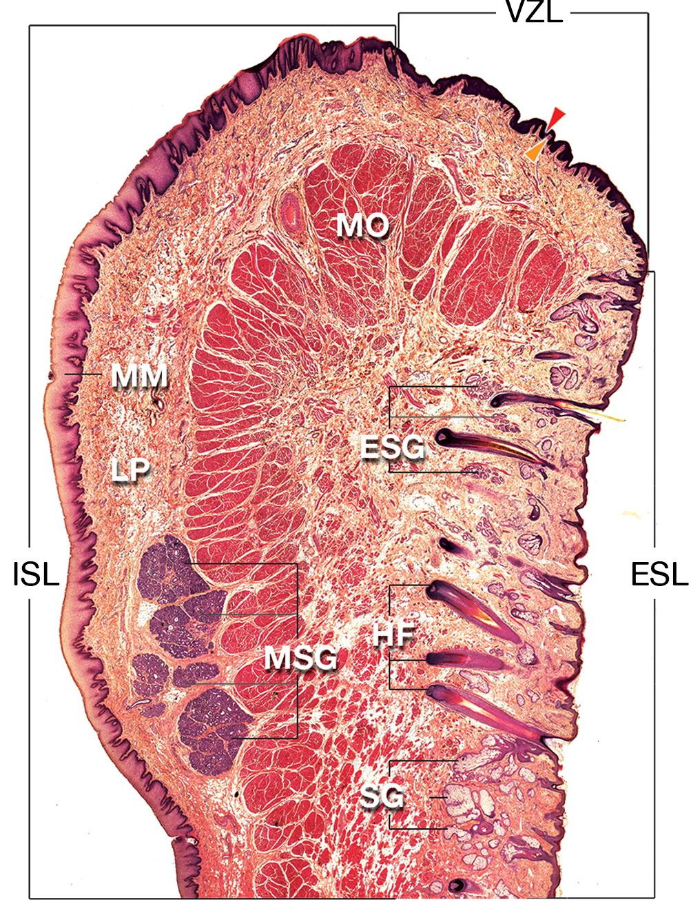 Double Ridge Micrograph (PDF) Basic histological structure and functions of facial skin