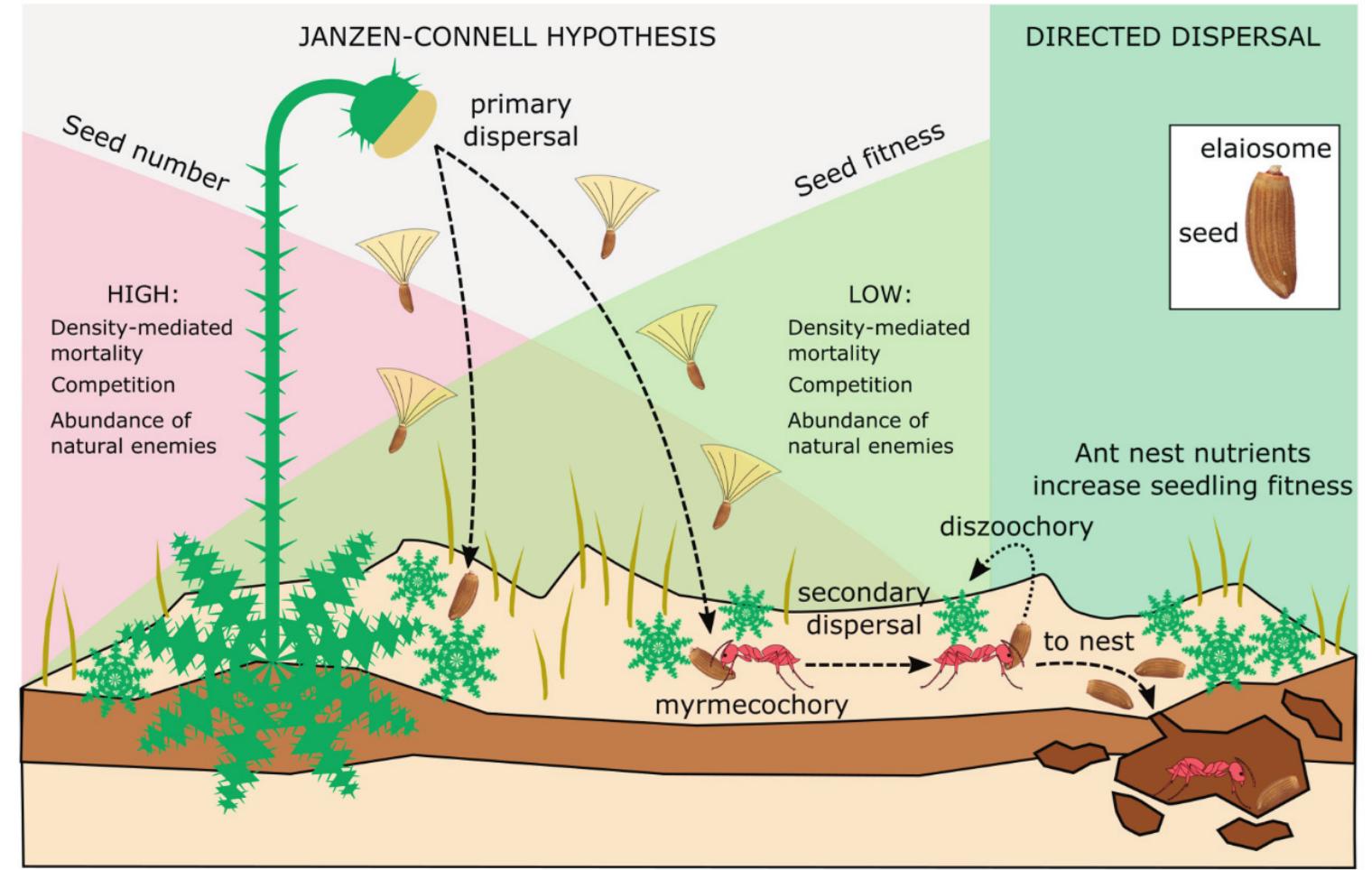 Scheme of the role of ants on seed dispersal and its