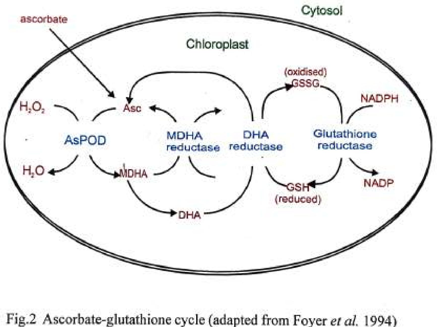 Figure 1 - from Reactive oxygen species and environmental