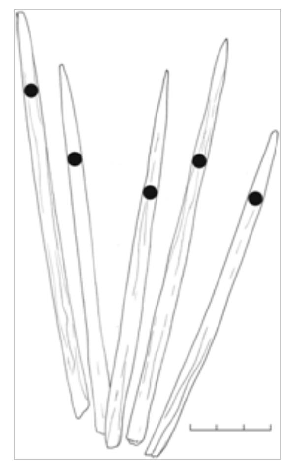 “igure 3 Bone needles from medieval settlements of the Perm region.  Figure 4 Bony knitting needles from the site of ancient settlement Kupros ir the Perm region. 