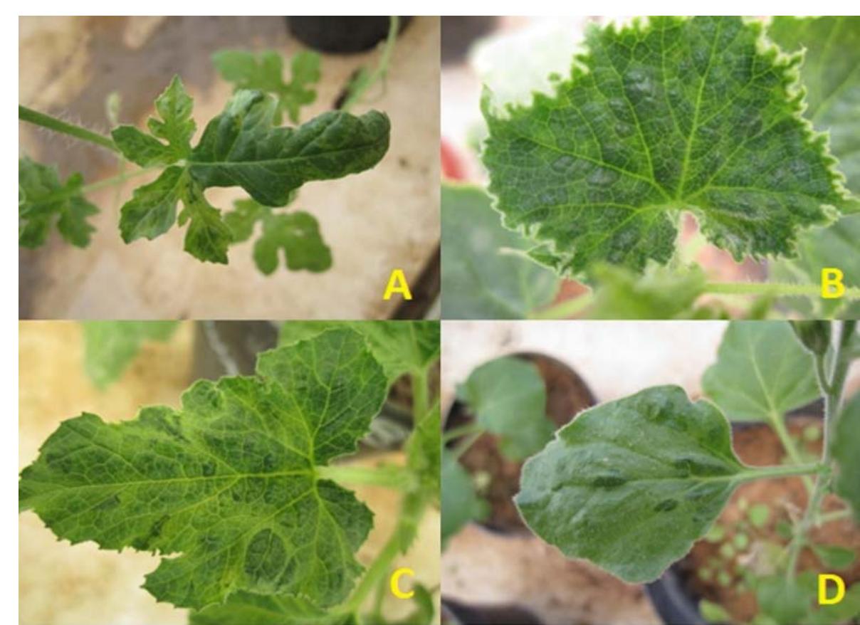 pdf-characterization-of-a-watermelon-mosaic-virus-isolate-inducing-a
