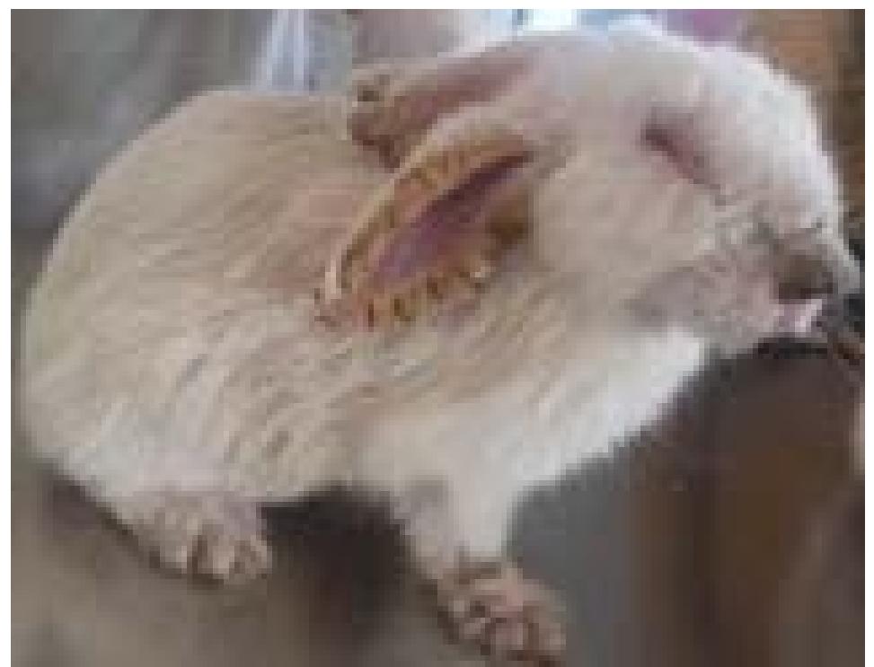 (PDF) Clinical Management of Sarcoptic Mange in Rabbits