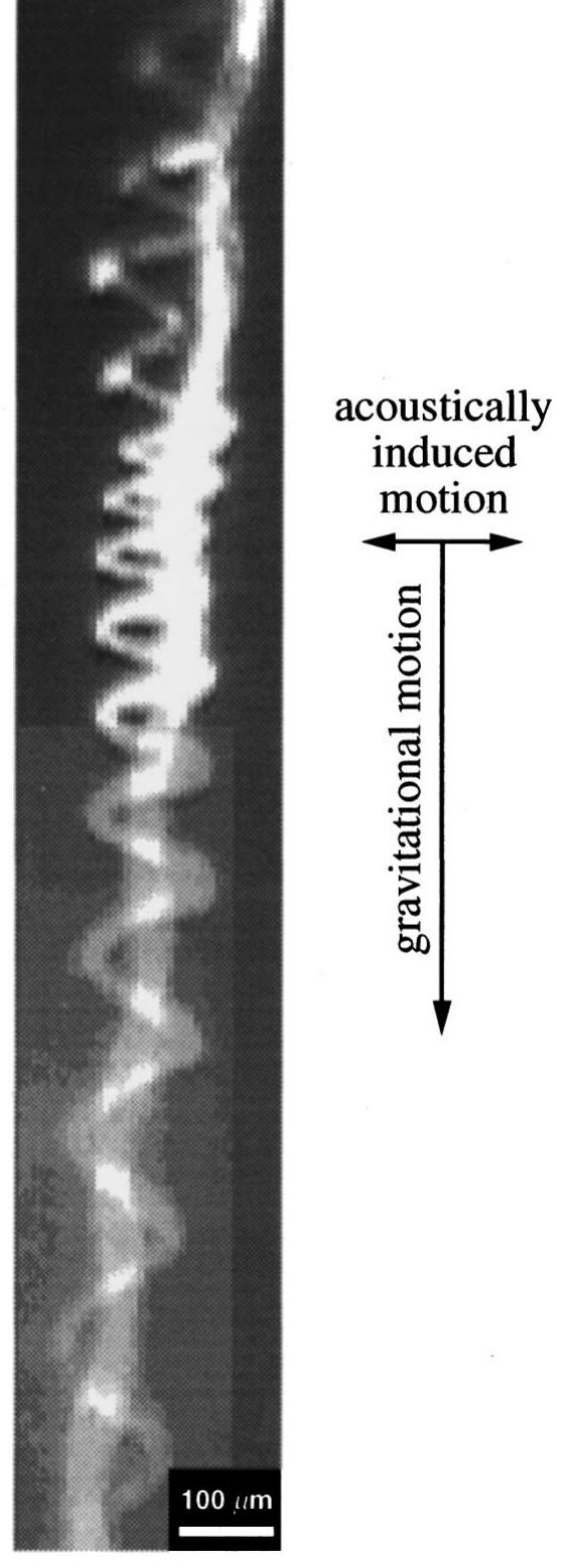 (PDF) Visualization of acoustic particle interaction and agglomeration ...