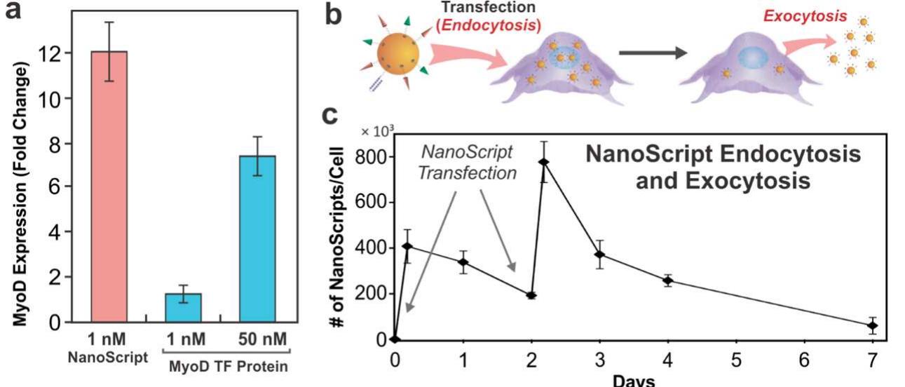 Cell Stop Functioning Representation (PDF) Inducing Stem Cell Myogenesis Using NanoScript