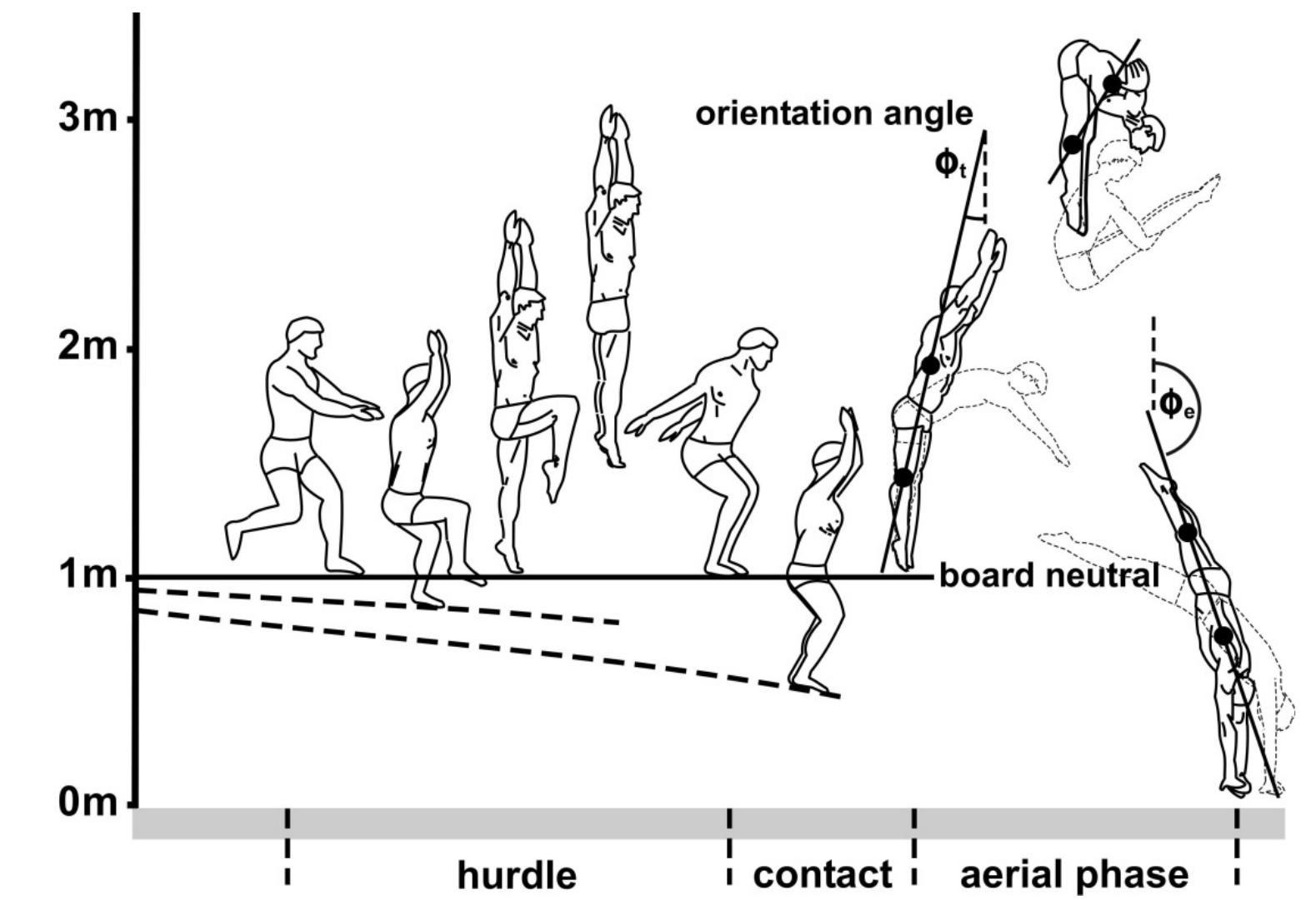 (PDF) Functional variability in the flight phase of one metre ...