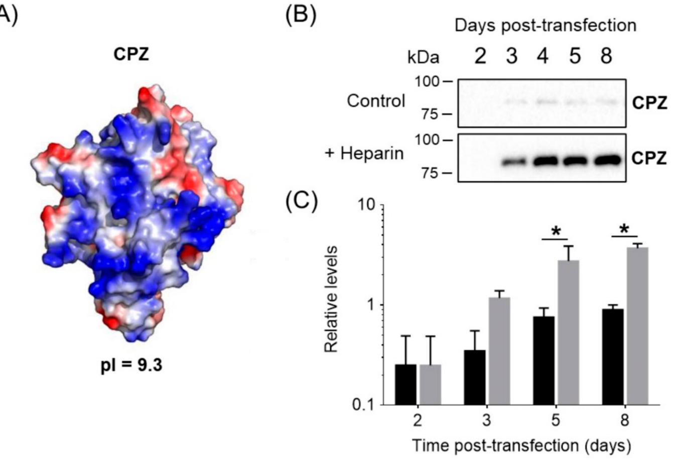 (PDF) Enhanced Production of ECM Proteins for Pharmaceutical ...