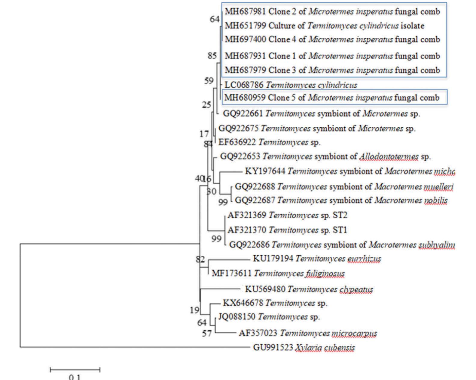 (PDF) Comb Establishment of fungus-growing termites species ...