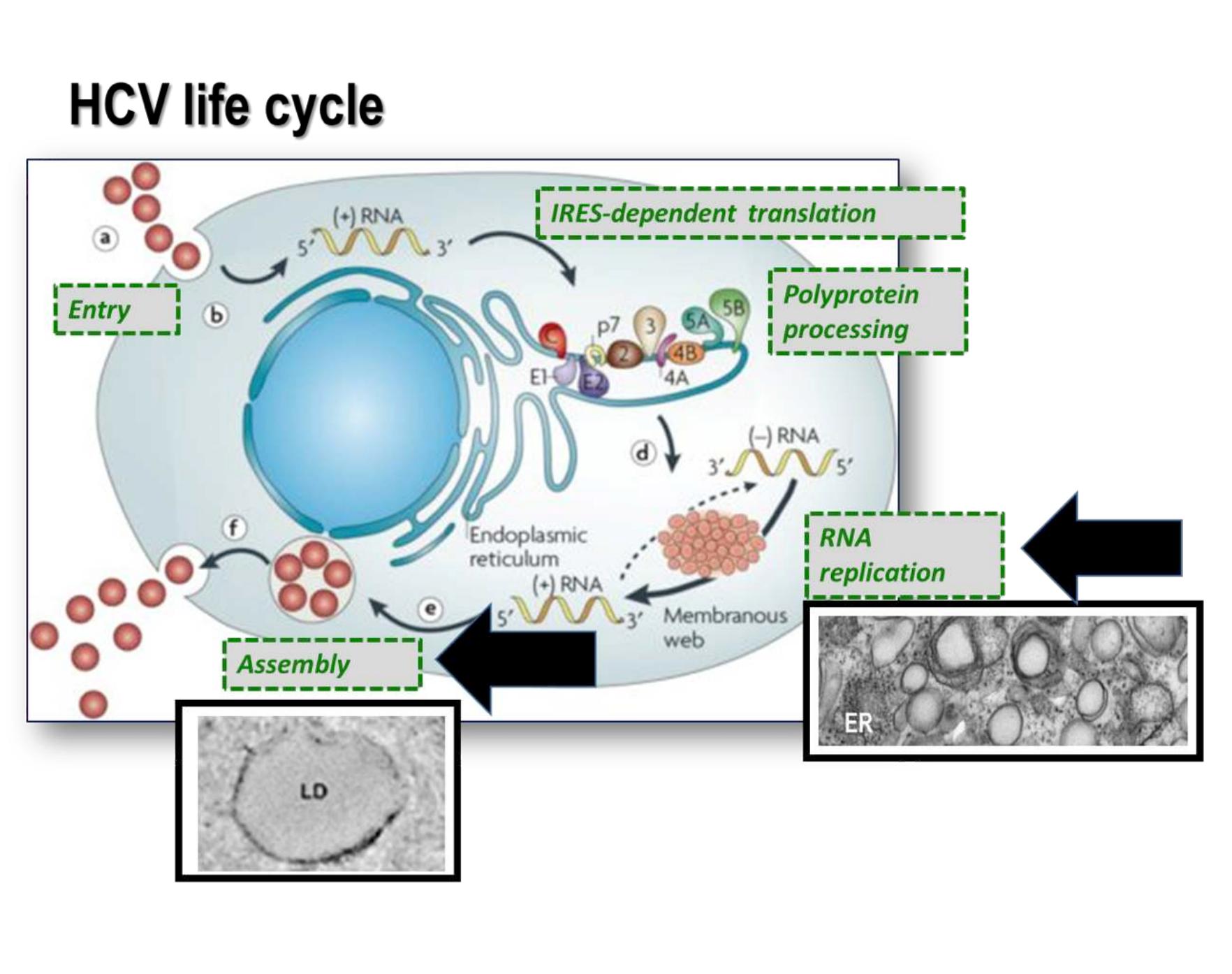 4. schematic representation of the hcv life cycle. life