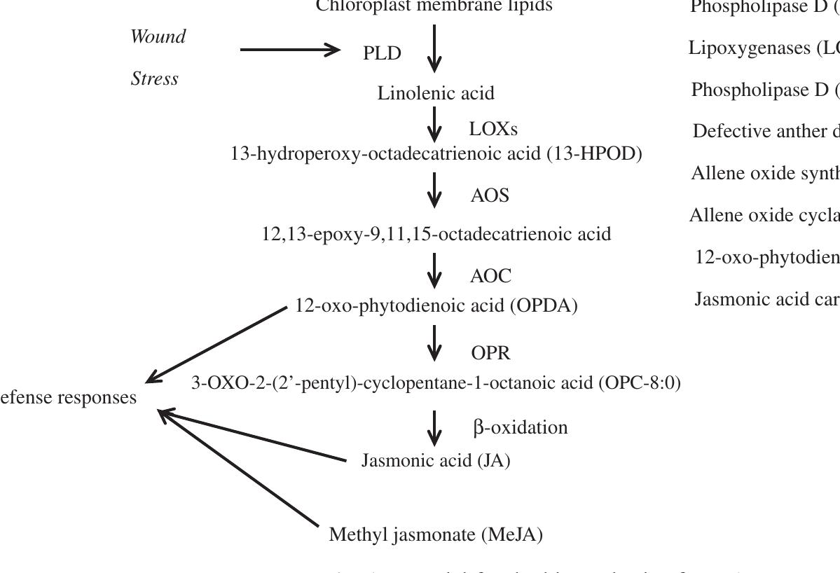Figure 1 - from The roles of methyl jasmonate to stress in
