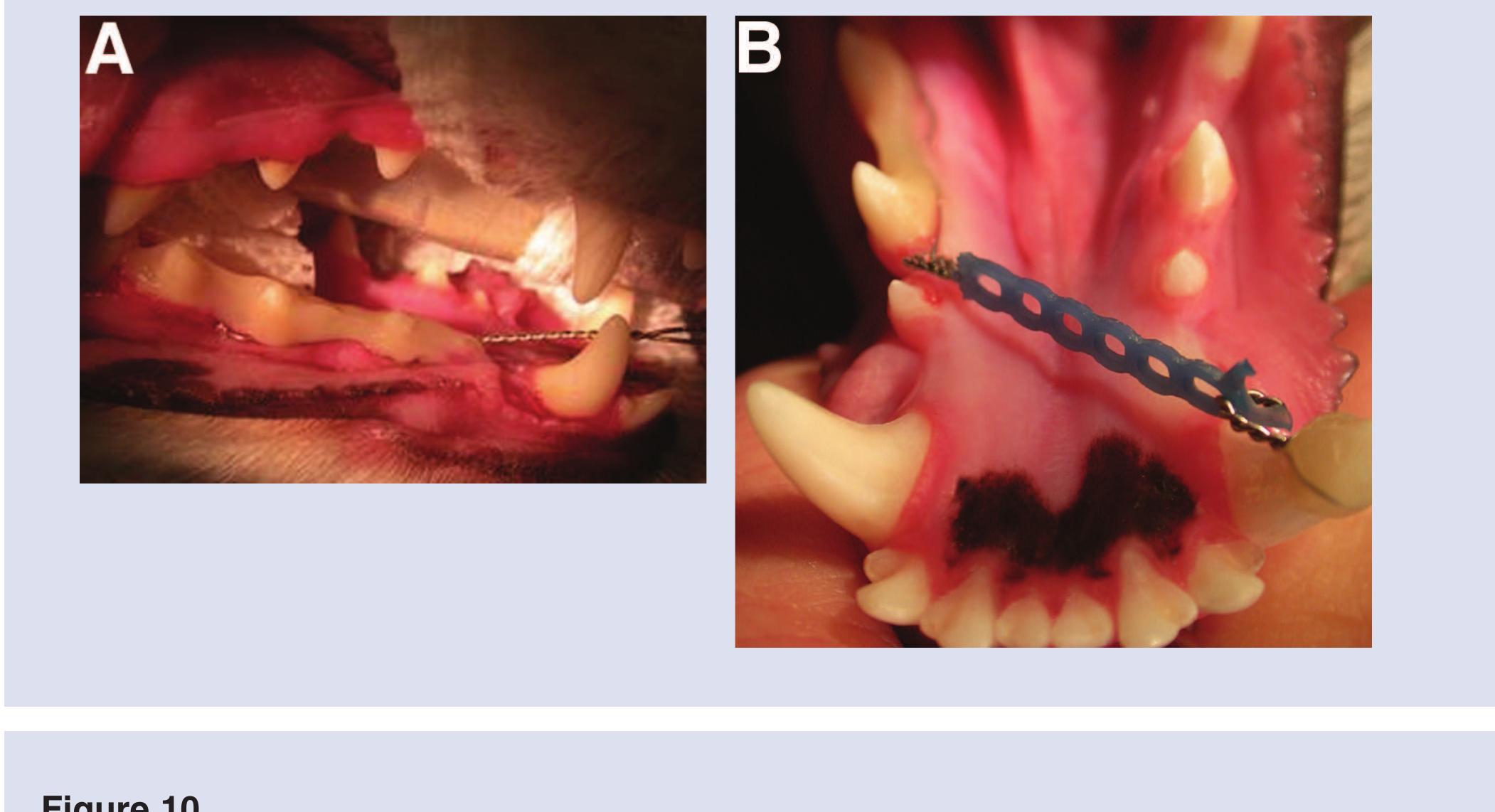 (PDF) Correction of Maxillary Canine Tooth Mesioversion in Dogs