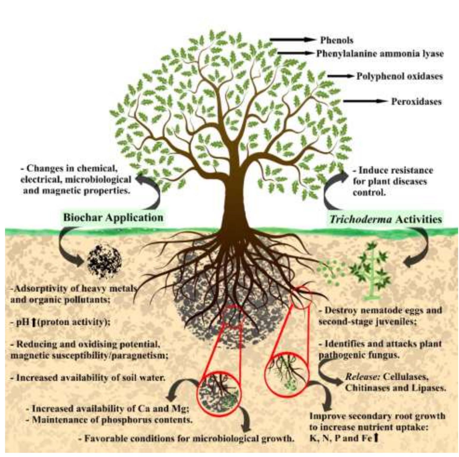 (PDF) Biochar and Trichoderma spp. in management of plant diseases ...