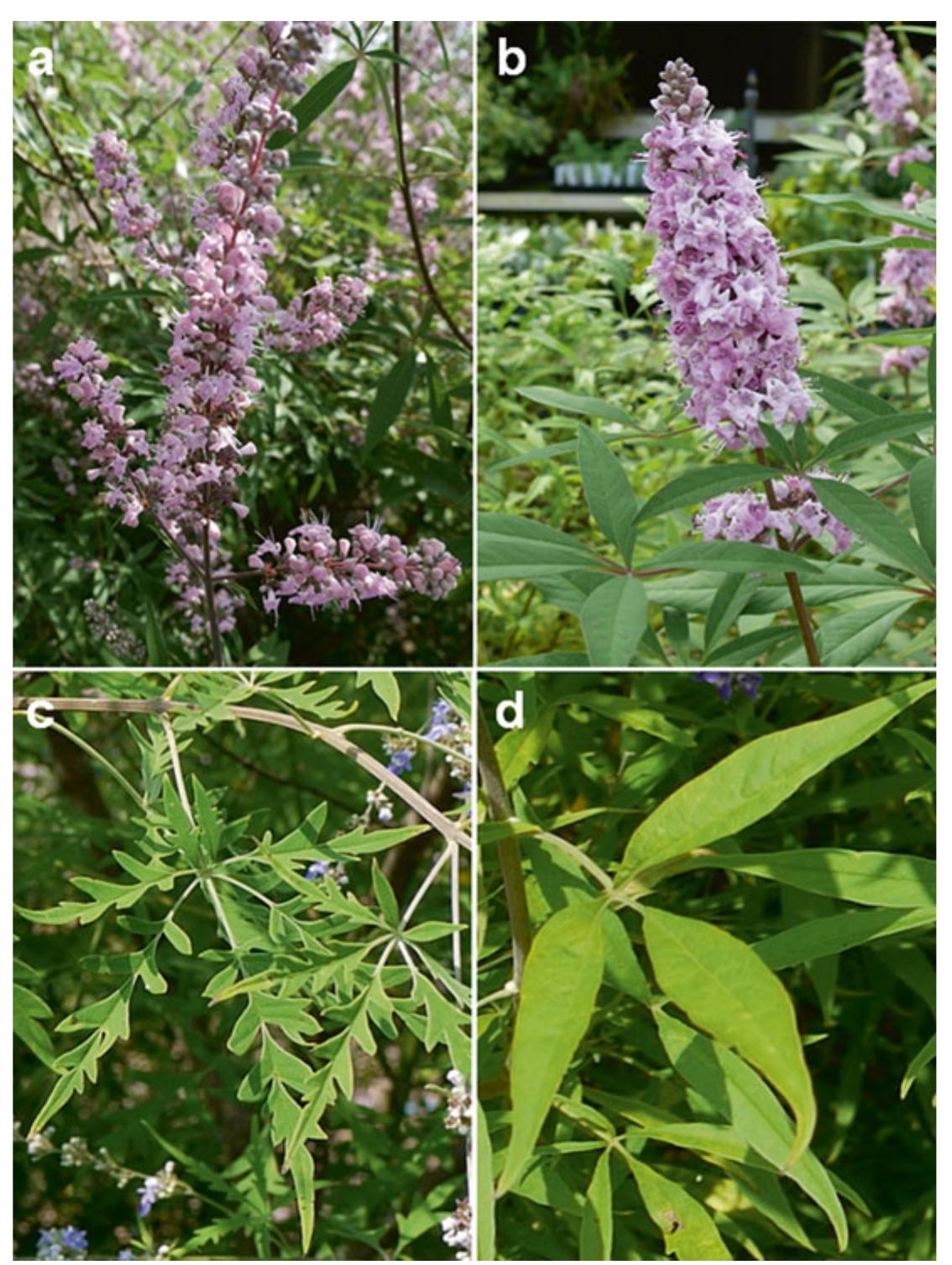 1 mutagenesis of vitex sp. for novel ornamental traits.