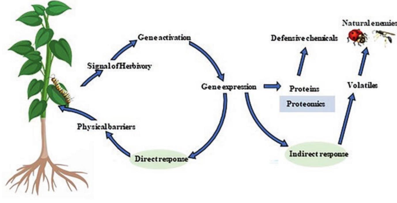 IPS COSMETICSサンプル P.P.1×20 P.P.2×20 PDF) Molecular Advances in Insect Resistenace of Field Crops