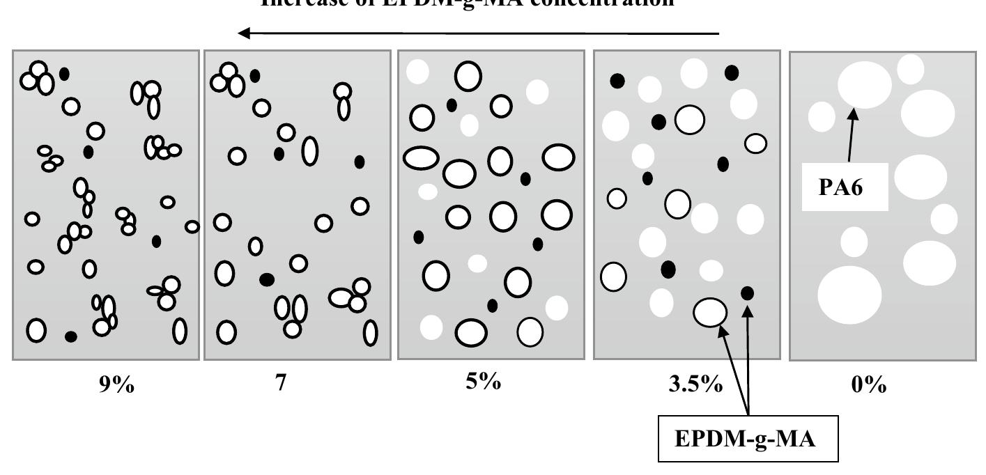 Schematic representation of the morphology development in