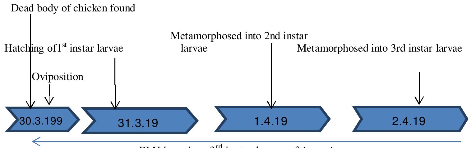 Undigested Food Postmortem Interval (PDF) Estimation of accumulated degree hours-based post-mortem ...