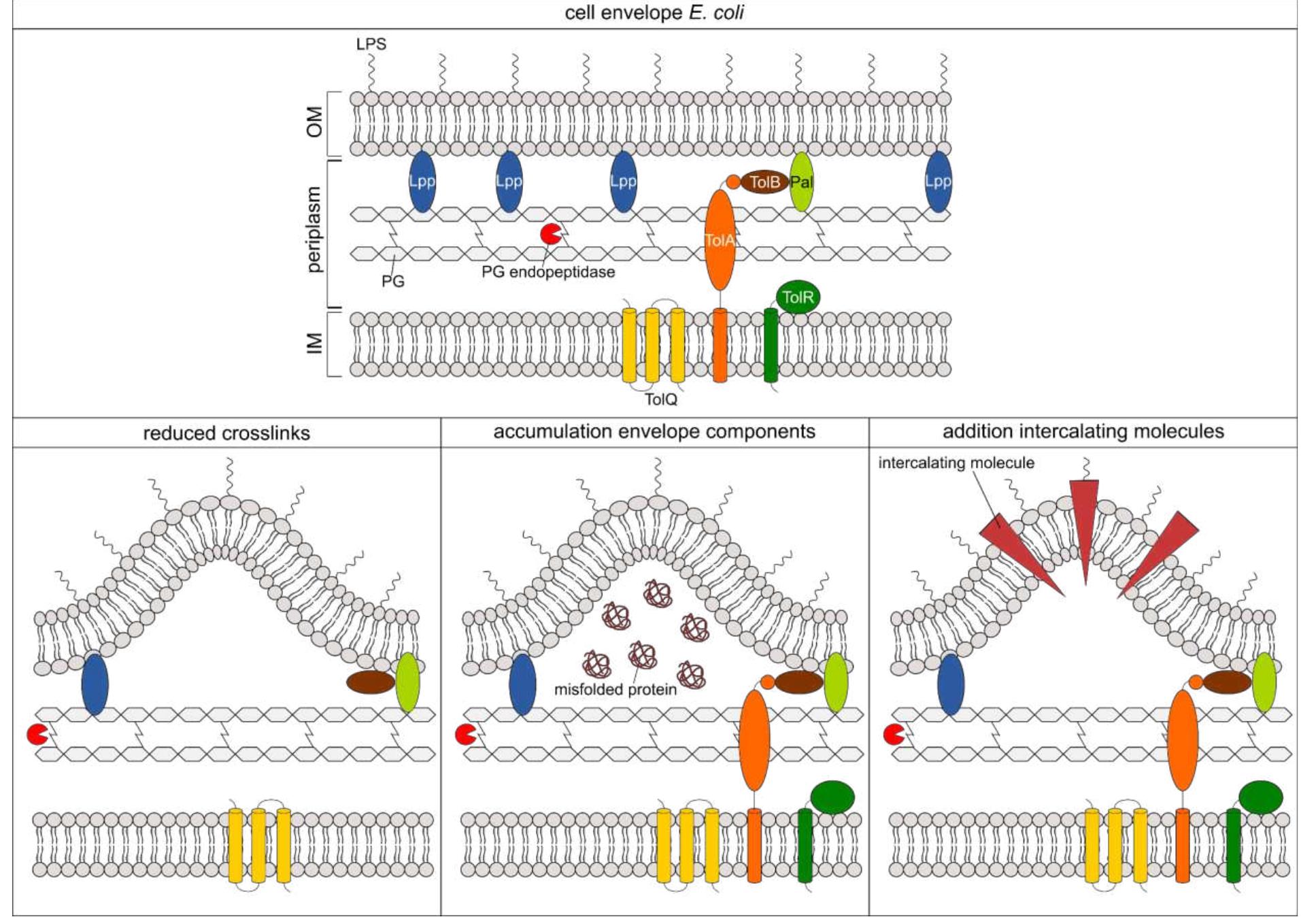 Multin 1: (top) cell envelope of the gram-negative bacterium e.