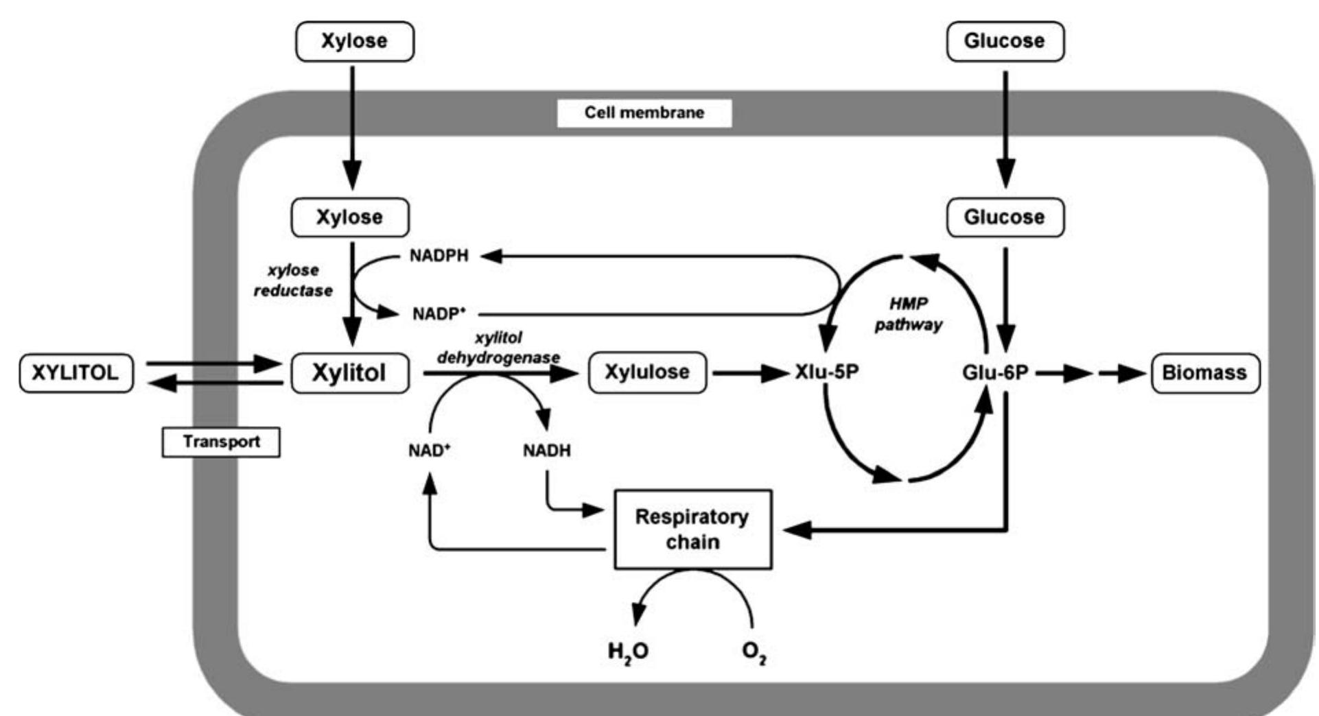 Simplified representation of xylose and glucose metabolism