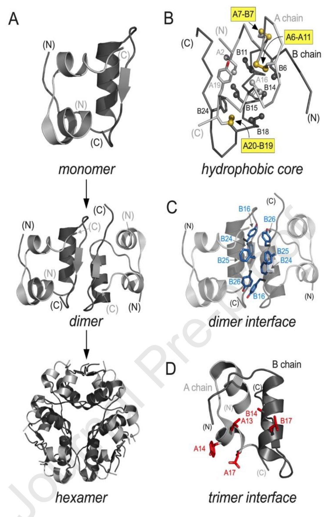 Figure 2 - from Structural principles of insulin formulation