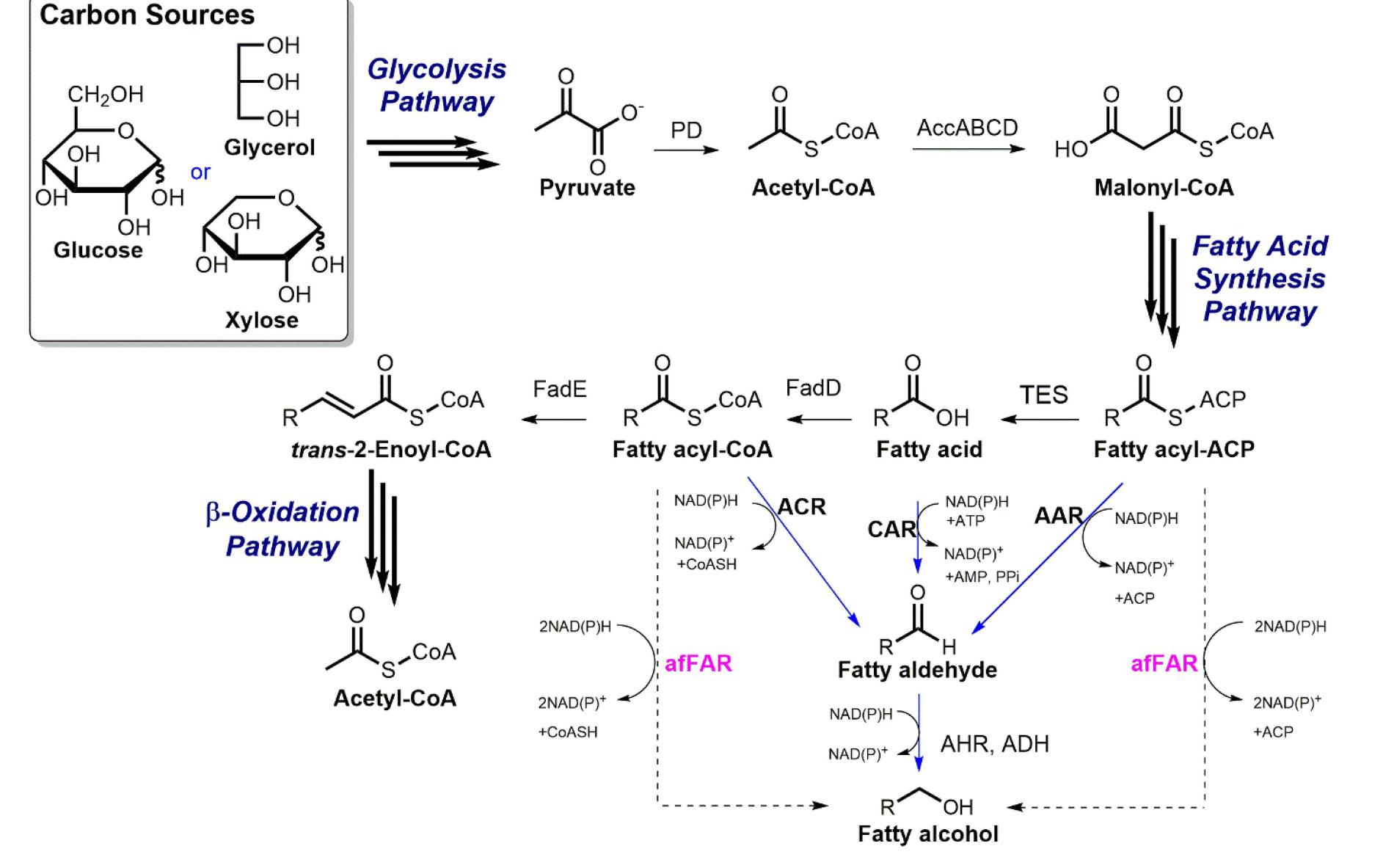 (PDF) Fatty alcohol production: an opportunity of bioprocess