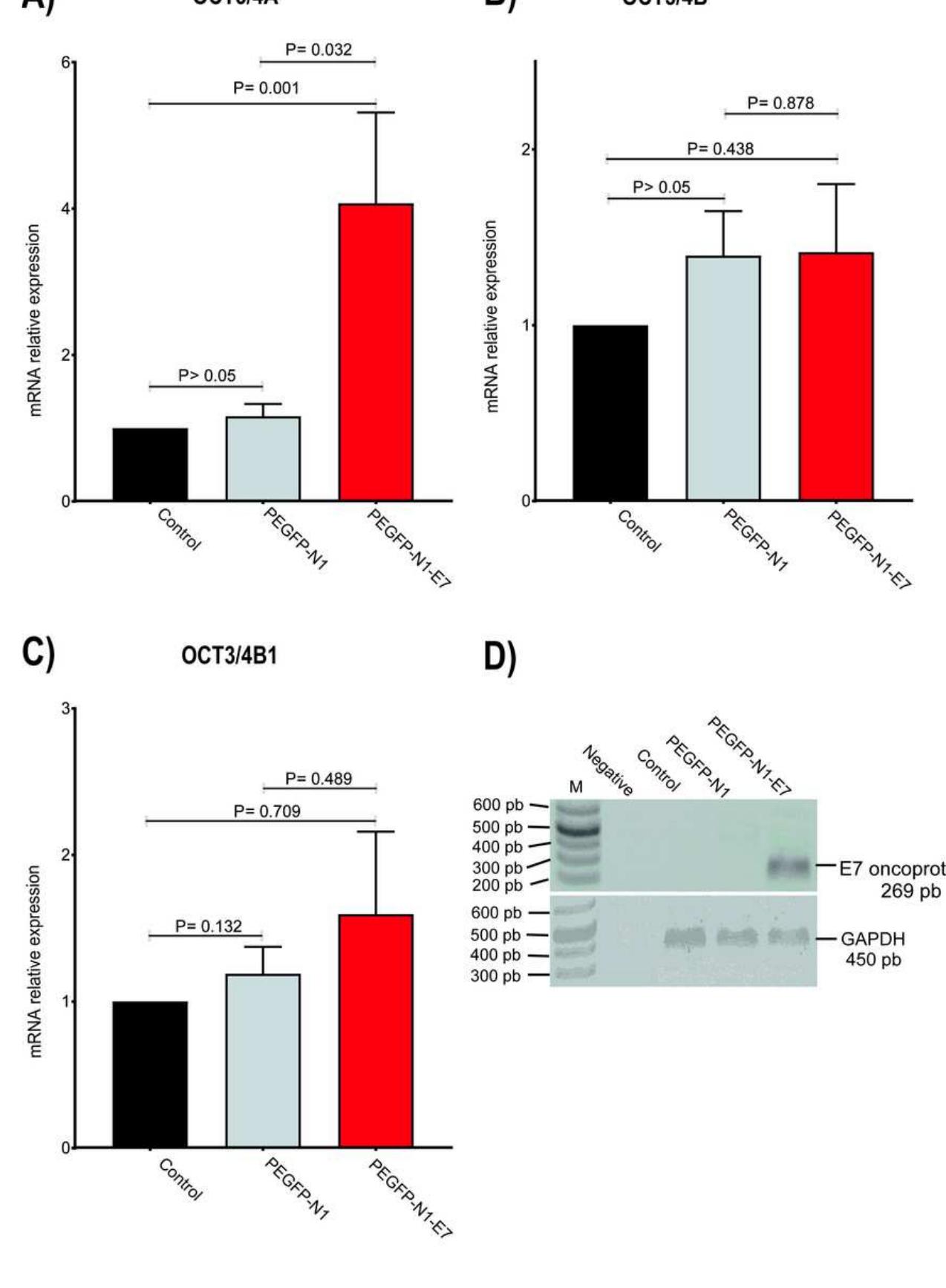 Figure 4 - from The Expression of Oct3/4A mRNA and Not Its