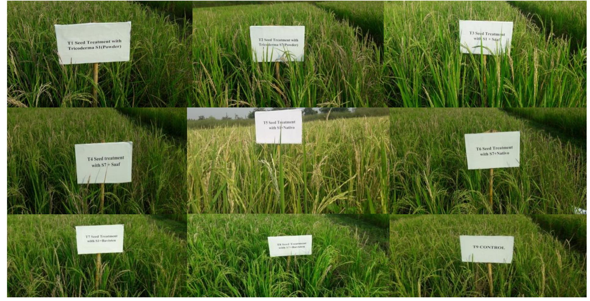 (PDF) Management of Bakanae Disease of Rice through Combination of ...