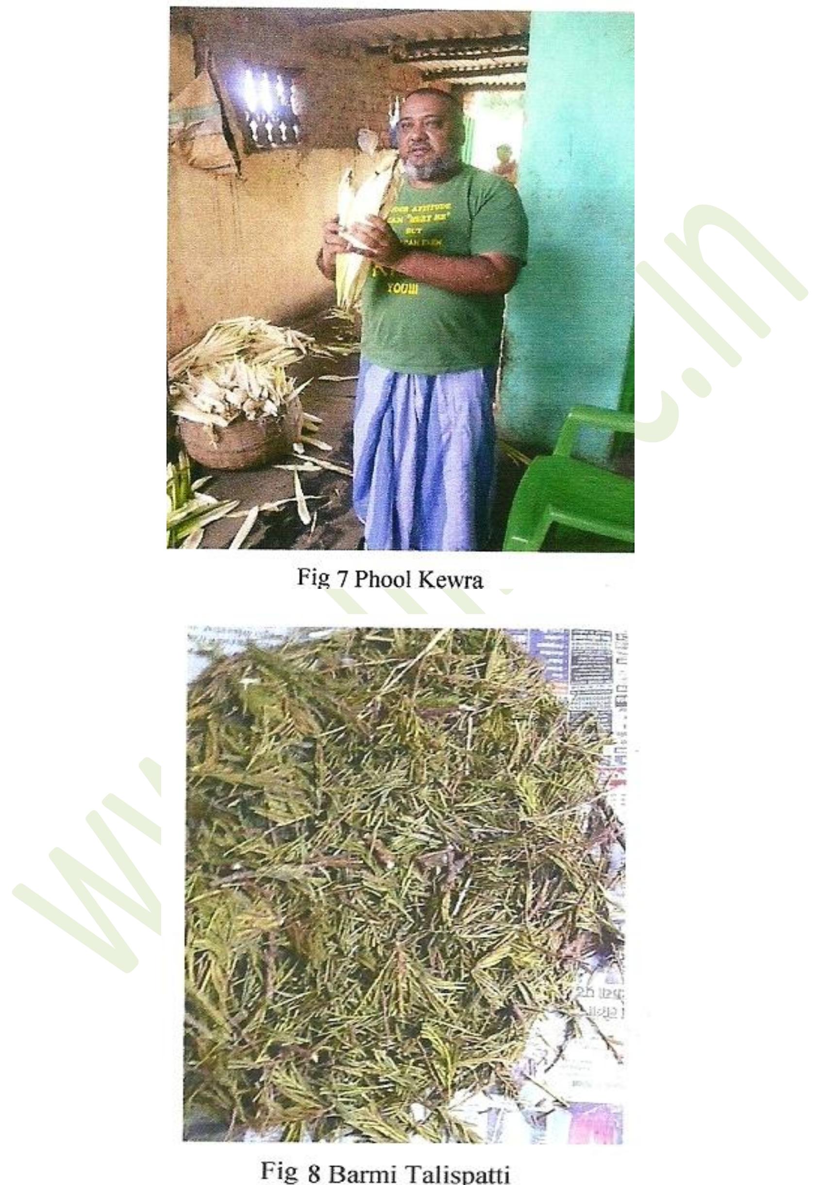 Attar Method (PDF) Traditional Method of Making Attar in Kannauj