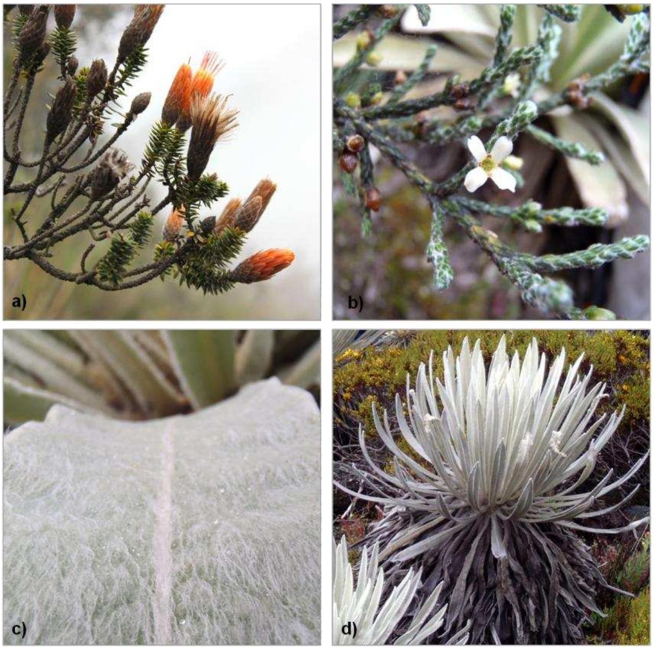 Parts of the cormus and sclerophyllous leaves to limit