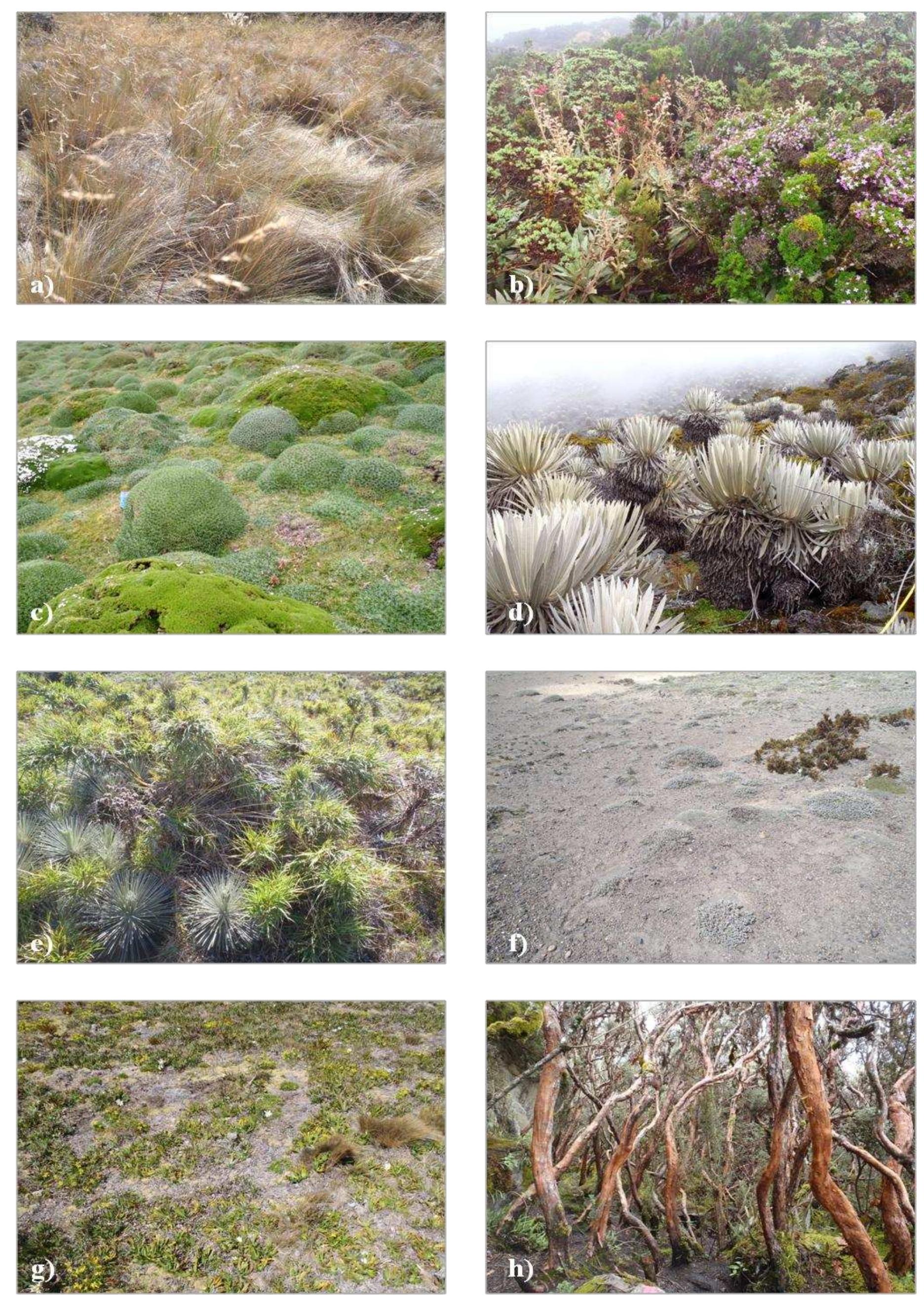 Parts of the cormus and sclerophyllous leaves to limit