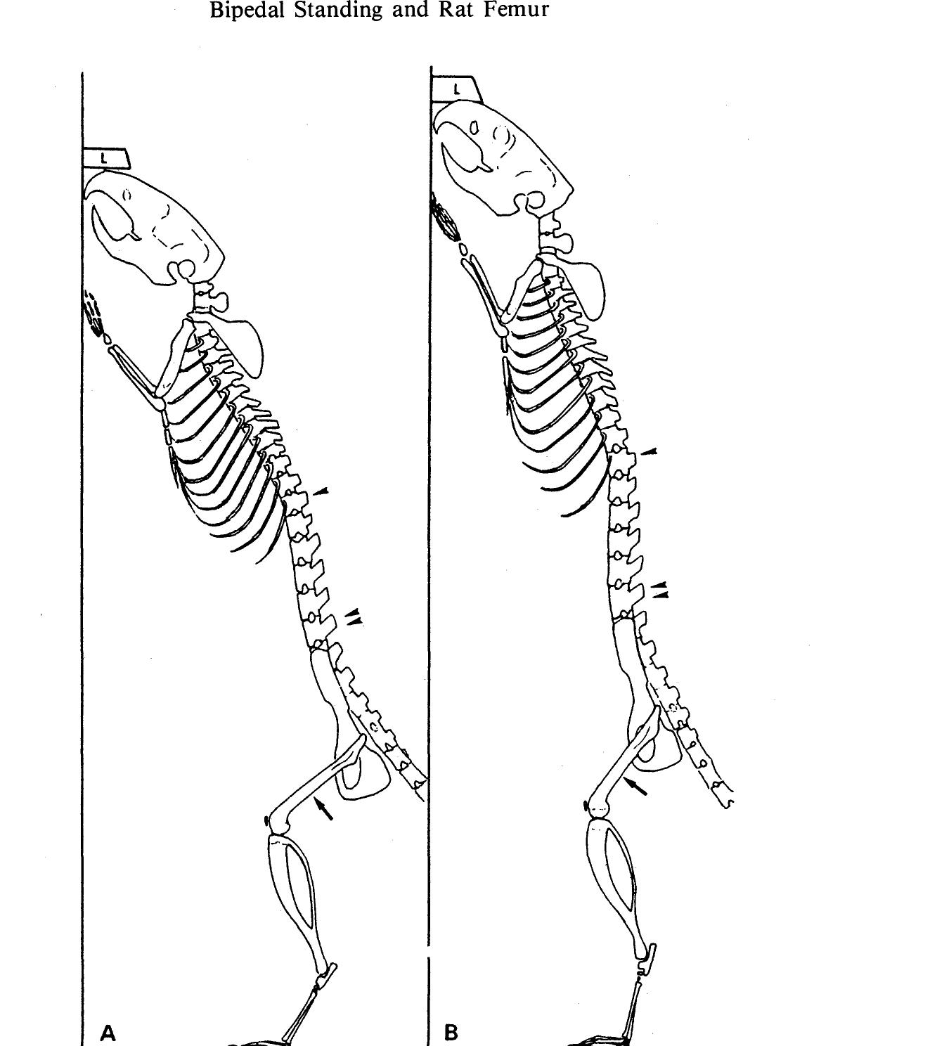 (PDF) Effects of erect bipedal standing on the cross-sectional geometry ...