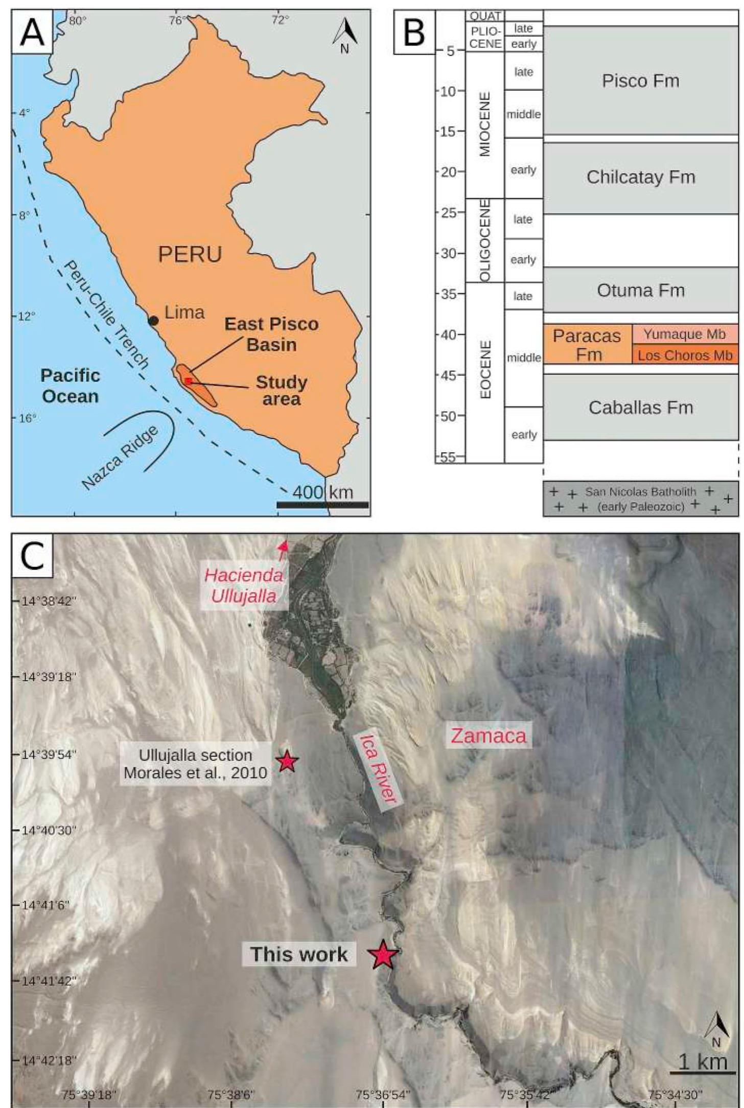 Zarmaca (PDF) Biostratigraphic, evolutionary, and paleoenvironmental ...