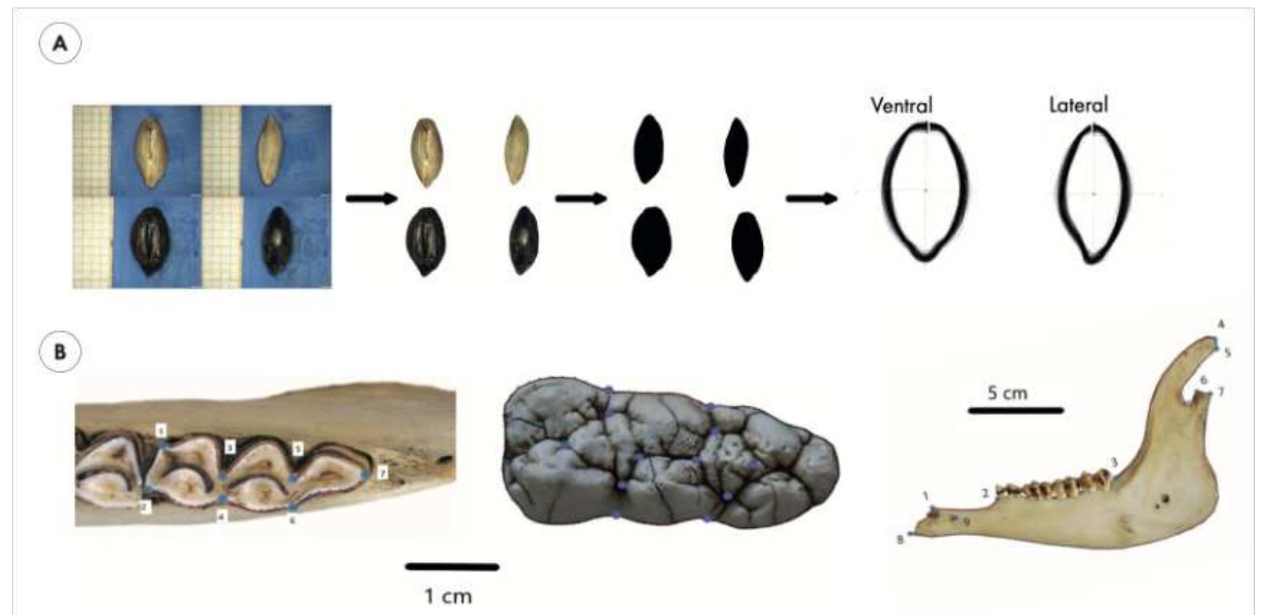 Fig. 2. Geometric morphometric protocols used for capturing the size and shape of barley grain (A), the lower third molar of sheep (left), pig (middle), and the mandible of sheep (right). A: Acquisition steps of the grain outline coordinates. B: Landmarks and sliding-semi landmark positions on teeth and mandibles.  LES GIO aloVU allalyZeu.  [he evolution of barley is studied using both archaeological seeds and a reference collection »f seeds from 58 modern varieties from France. Because archaeological seeds are mainly reserved charred, fresh barley seeds are being charred to allow a more realistic comparison. 3ased on the literature (Bonhomme et al. 2017; Charles et al. 2015; Ros et al. 2014; Styring et il. 2013) and numerous preliminary experiments, modern samples are charred for 3 h 30 in IN anoxic environment and a temperature of 240 °C. Morphometric analyses are based on automatic extraction of outline point coordinates from a black and white mask of the original shotograph of the grain (fig. 2A). The next line of research will involve the study of grains from archaeological sites of different chrono-cultural phases.  