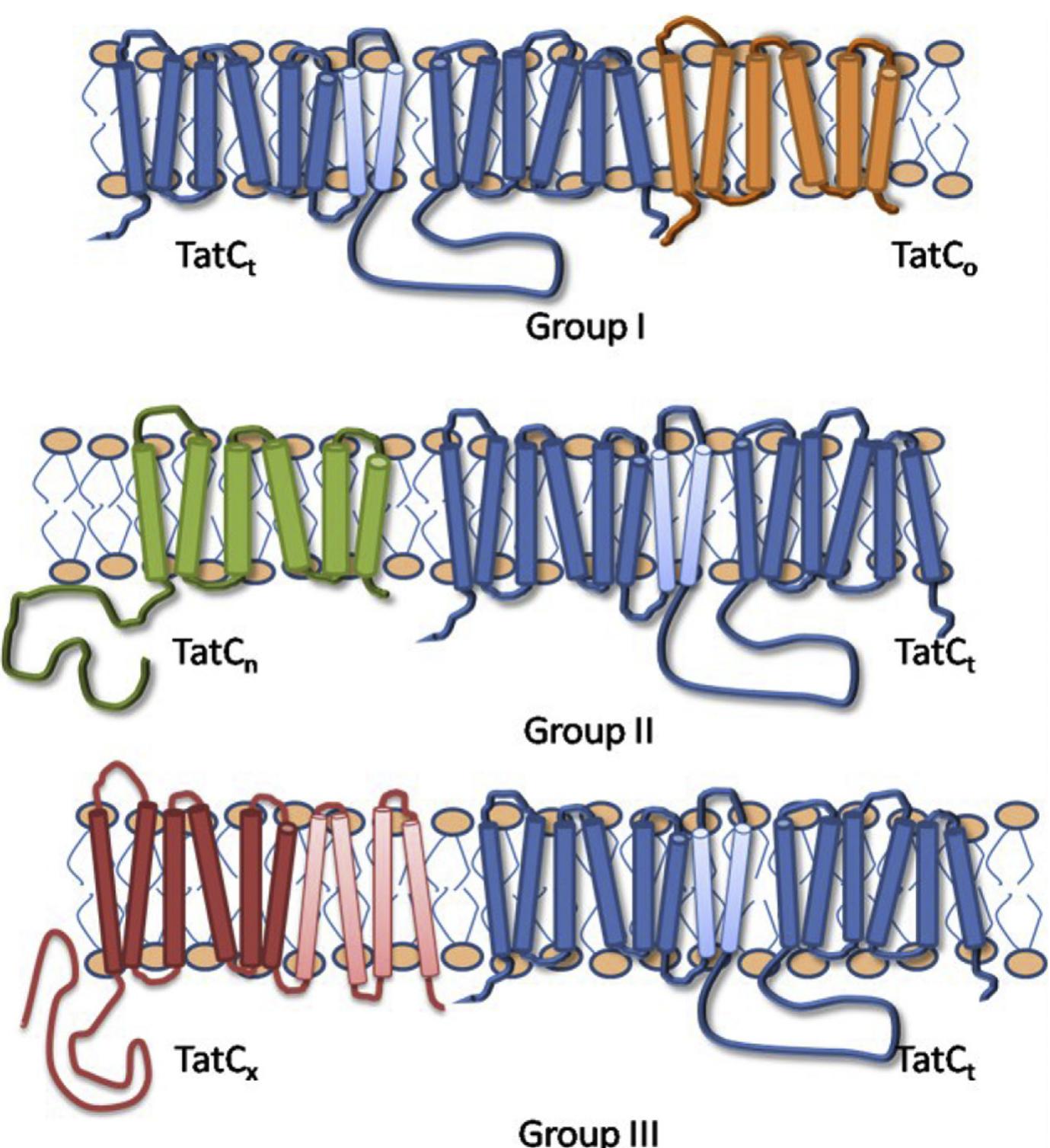 Schematic representation of different tatc topology and