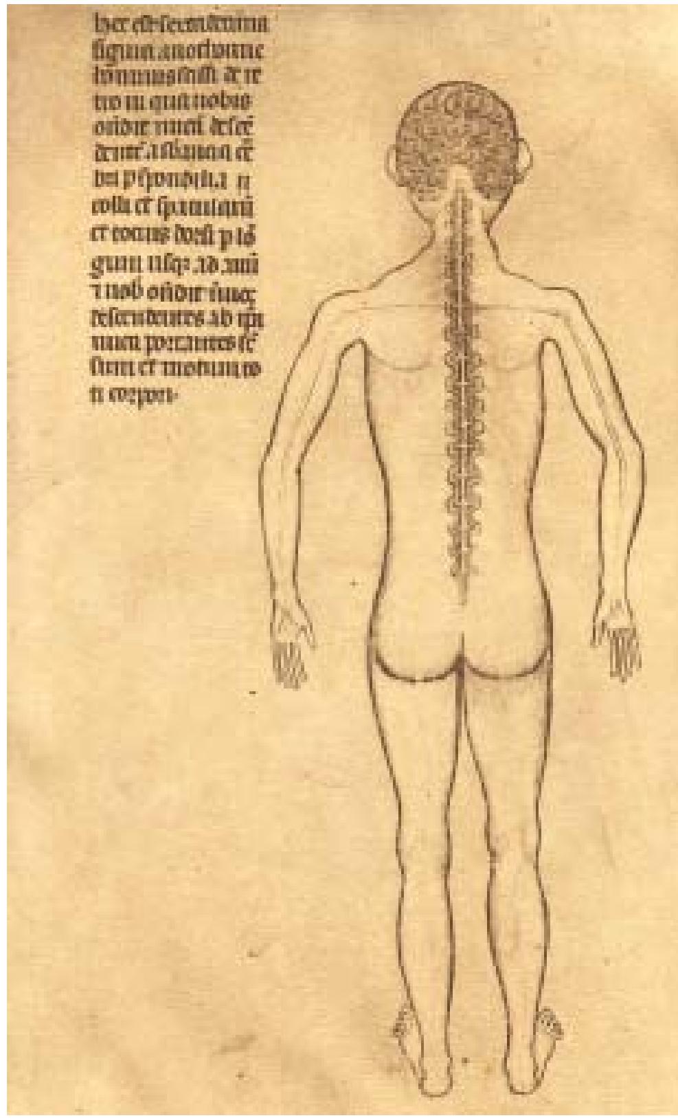 Fic Plate Fic. 5. plate xvi shows the spinal cord and the origin of