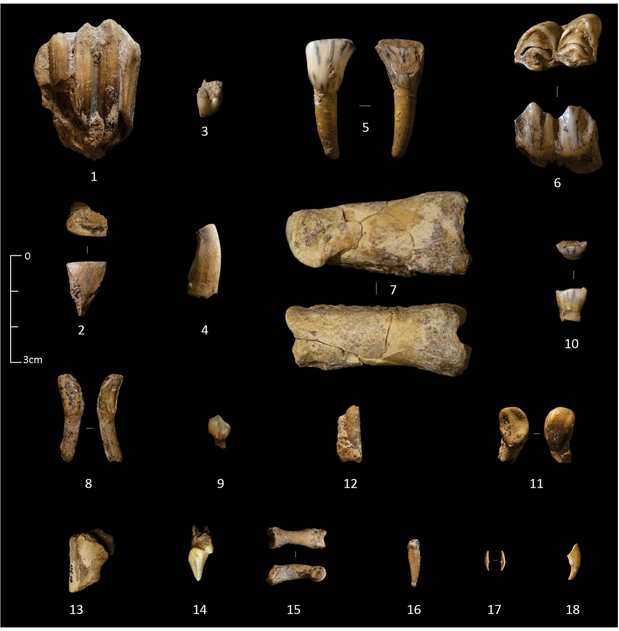 Figure 11. Some determined mammal remains from SUs 15 and 17. (1) Equus ferus. LM3. SU 15. (2) Equus ferus. liower. top SU 17. (3) Sus scrofa. Jugal tooth. SU 15 V tg. (4) Sus scrofa. Rly_2. SU 17 | tg. (5) Cervus elaphus. Ll, SU 17. (6) Cervus elaphus. RM, SU 17 | tg. (7) Cervus elaphus. First phalanx SU 17. (8) Cervus elaphus. |,. SU 15. (9) Capreolus capreolus. RP». SU 17 | tg. (10) Bos sp. l,-2. SU 17 | tg. (11) Bos/Bison. Ll4. SU 17. (12) Rupicapra sp. RM3. SU 17. (13) Lepus sp. Left posterior proximal diaphysis of femur. SU 17 Il tg. (14) Vulpes vulpes. RP*. SU 17 Il tg. (15) Vulpes sp. Proximal phalanx. SU 15. (16) Meles meles. Lower incisor. SU 17 | tg. (17) Mustela nivalis. C'. SU 17. (18) Martes sp. cy. SU 17 I tg. [Color figure can be viewed at wileyonlinelibrary.com]. 