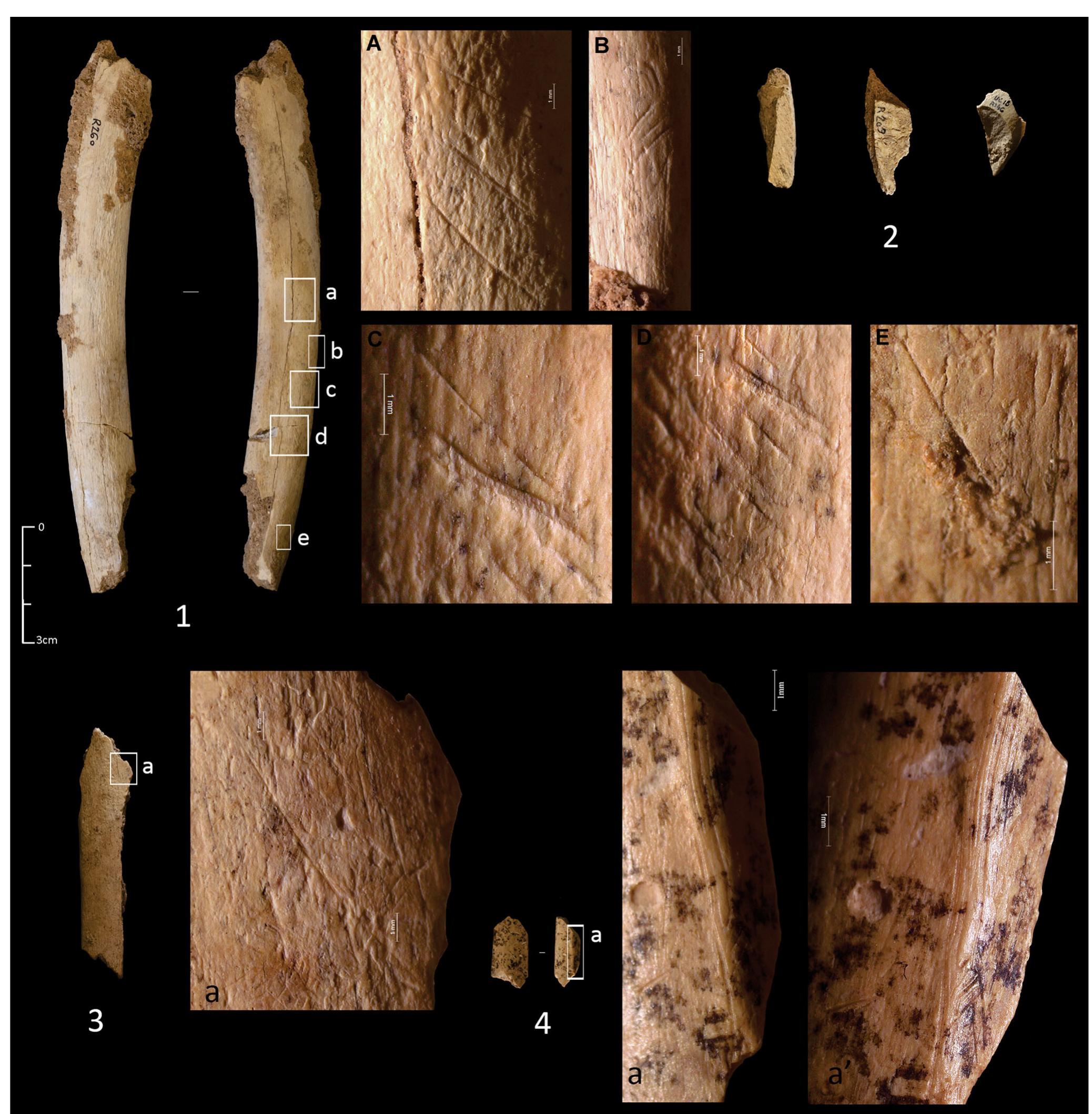 Figure 12. Bone remains with anthropic marks from SUs 15 and 17. (1) Bos/Bison rib with defleshing cutmarks from SU 17 II tg: a-e, close up o traces. (2) Impact flakes from SUs 17 Il tg. and 17. (3) Medium-sized to large ungulate rib with defleshing cutmarks from SU 17 II tg. Close up o1 single stria. (4) Lepus sp. proximal diaphysis of femur with scrape-marks from SU 17 Il tg. a and a’, close up of traces. [Color figure can be viewed at  wileyonlinelibrary.com]. 