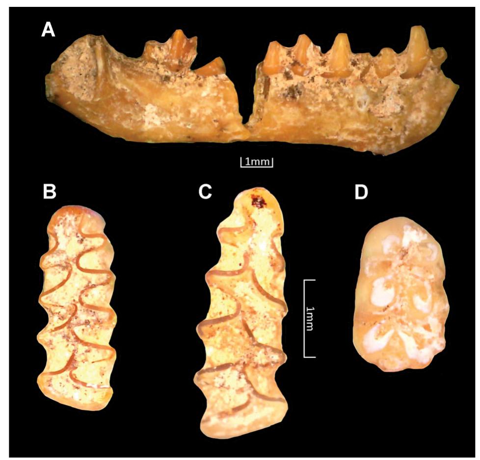Figure 13. Some micromammal remains identified from Uluzzo C Rock Shelter. A (UC2018/sett. A/AA11/SU 17 tetto): right mandible of Myotis myotis in buccal view; B (UC2018/sett. A/A11/SU 15-17) and C (UC2018/sett. A/A11n/SU 17 Il tg.): left and right first lower molars of Microtus (Terricola) savii in occlusal view; D (UC2018/sett. A/A11/SU 17 | tg.): right first lower molar of Apodemus (Sylvaemus) sp. Scale bars, 1 mm. [Color figure can be viewed at wileyonlinelibrary.com]. 