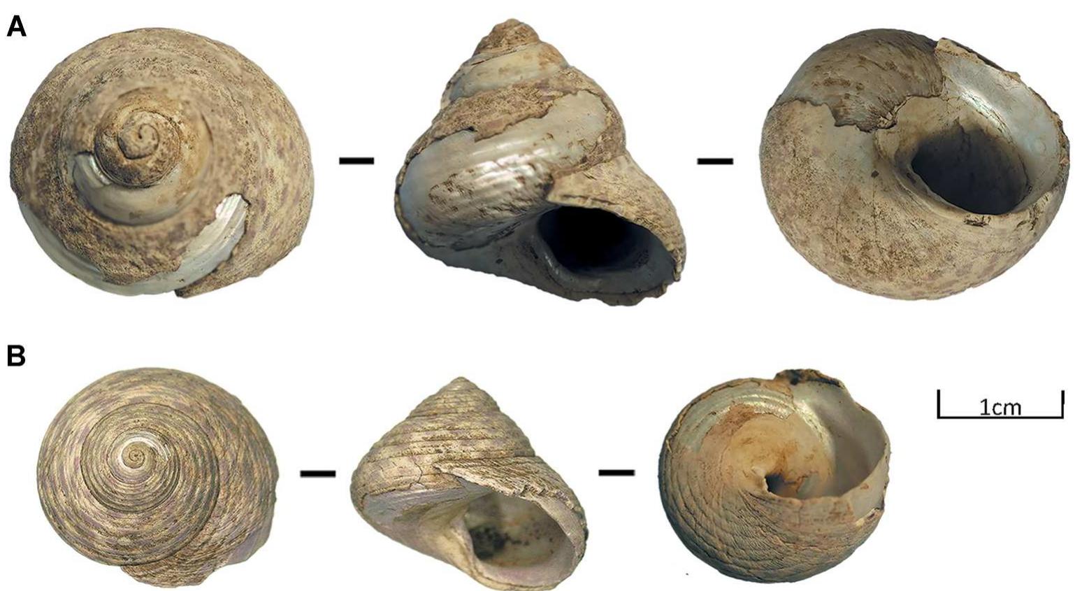 Figure 14. Two whole individuals of Phorcus turbinatus discovered in Uluzzo C site from SU 17 (A-B). [Color figure can be viewed a wileyonlinelibrary.com]. 