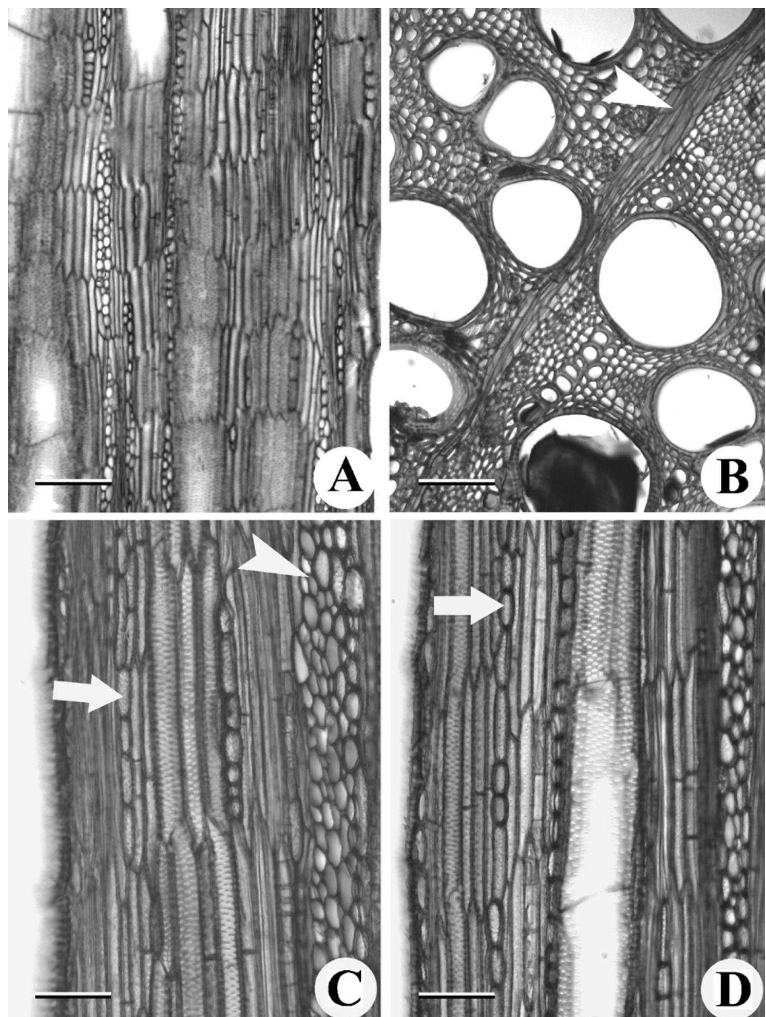 Figure 2 - from Development of successive cambia and pattern