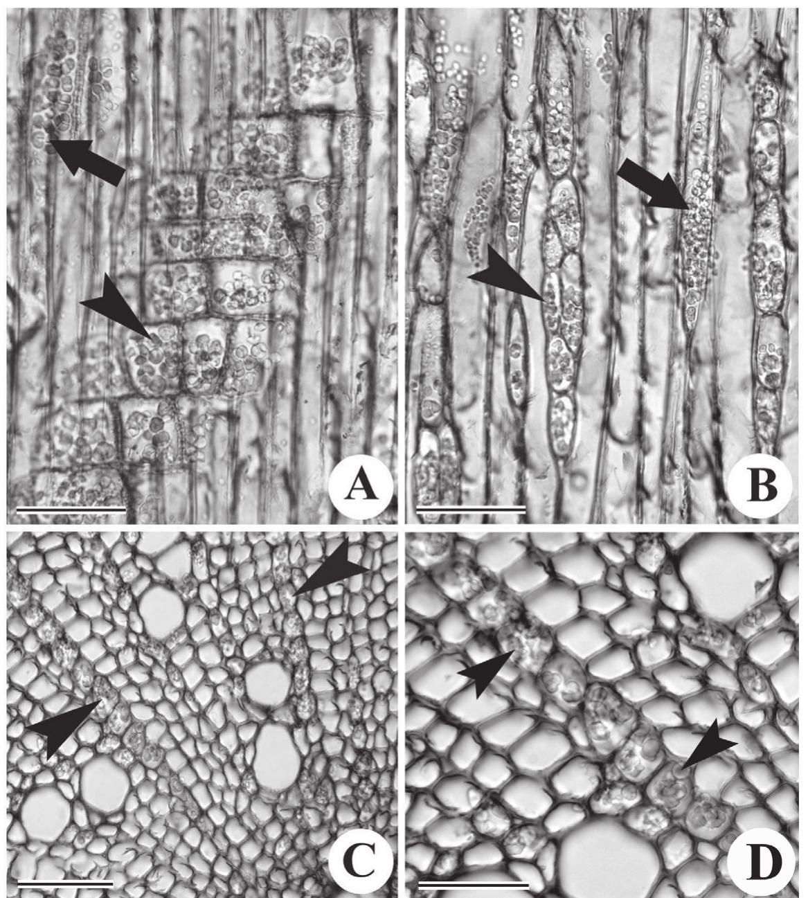 (PDF) Morpho-anatomy of Solanum pseudocapsicum
