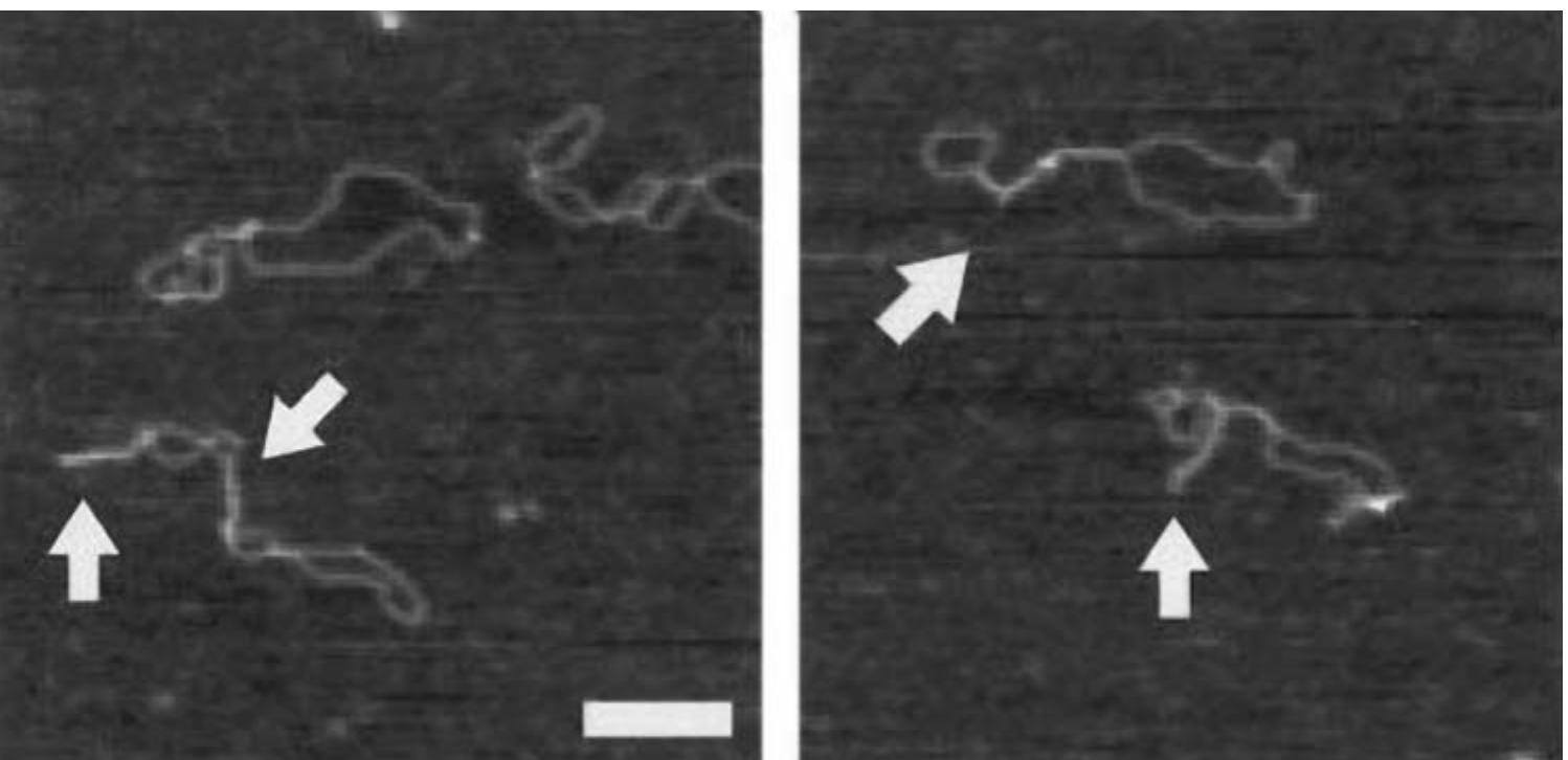 Afm images of supercoiled pbr322 plasmid dna in air.