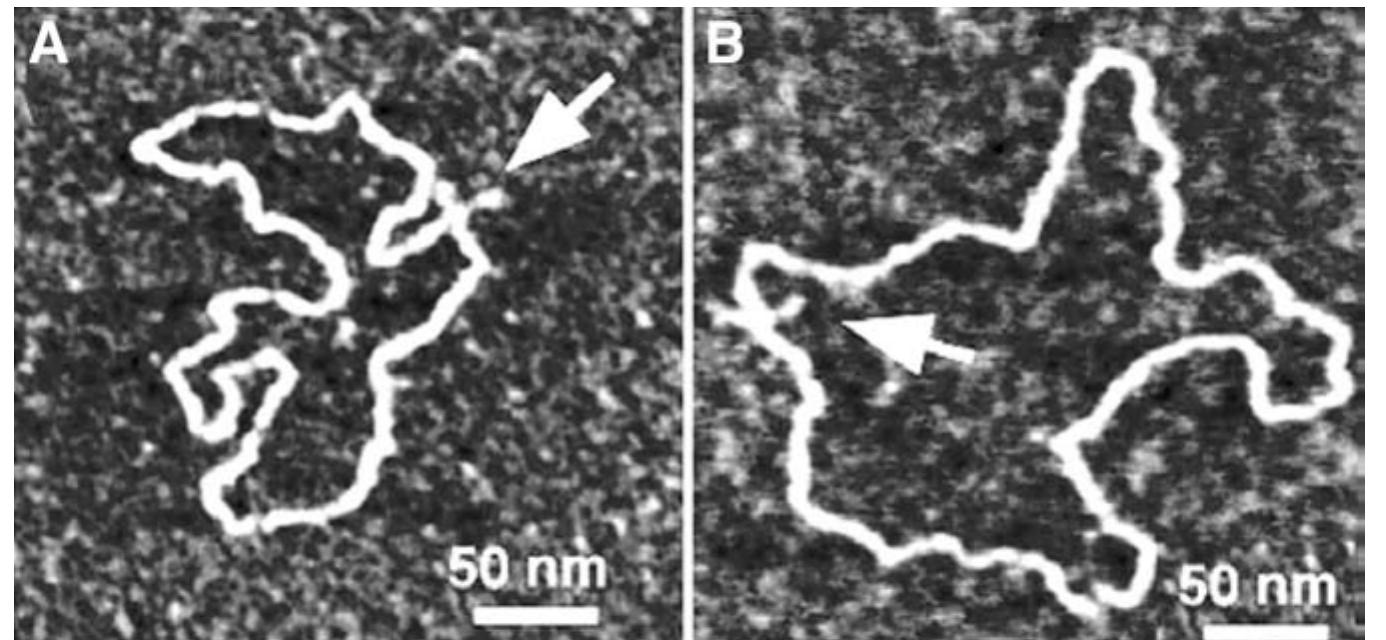 Afm images of supercoiled pbr322 plasmid dna in air.