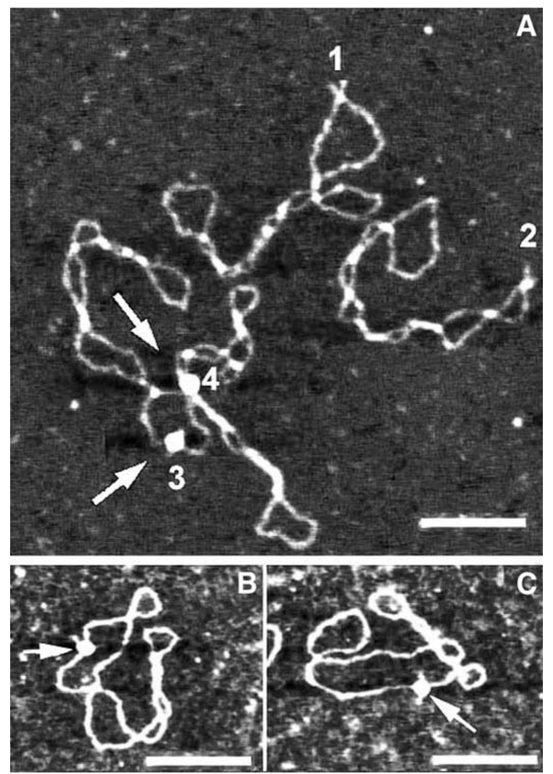 Afm images of supercoiled pbr322 plasmid dna in air.